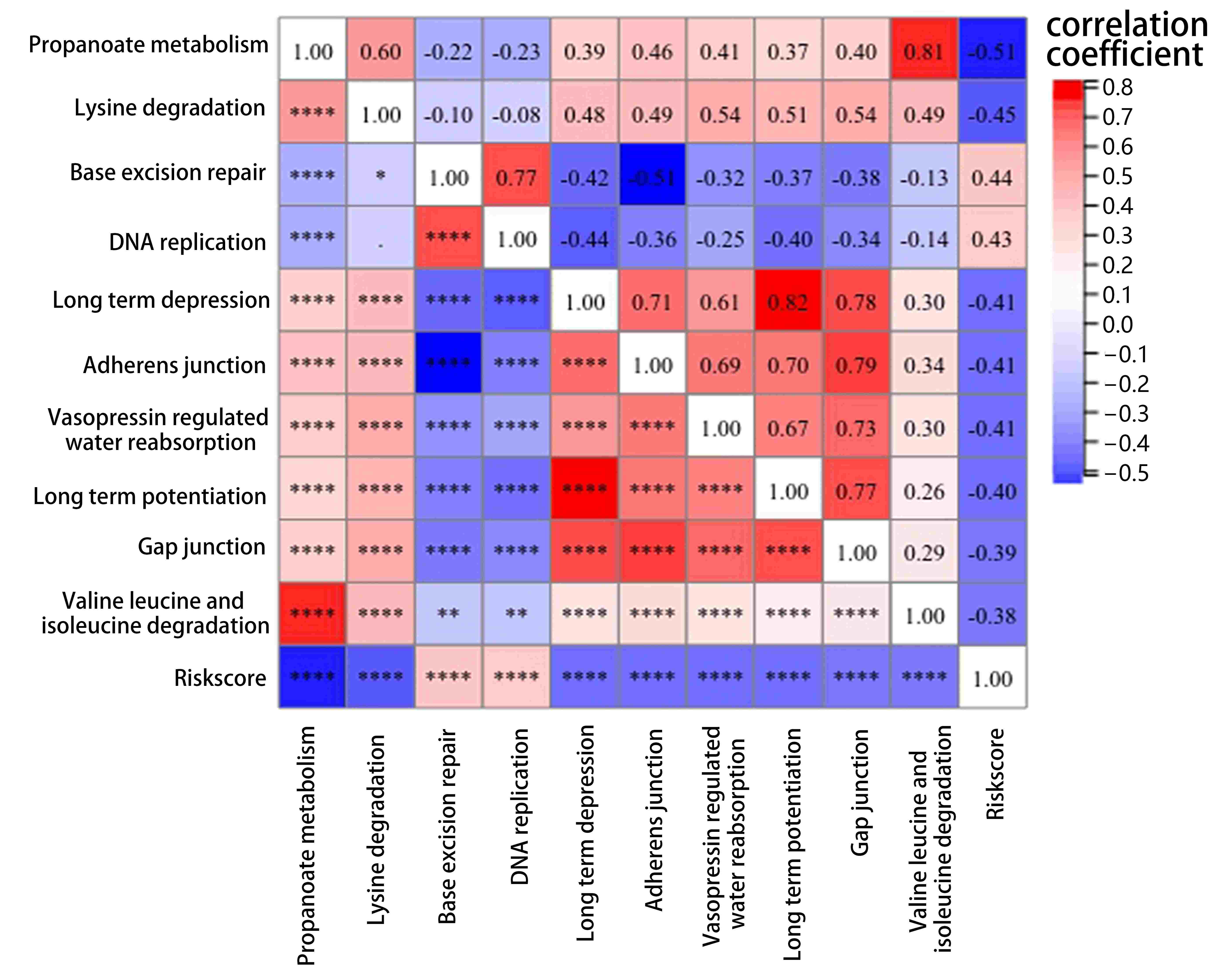 The correlation between
risk score and KEGG pathways. *p < 0.05, **p < 0.01,
***p < 0.001, ****p < 0.001.