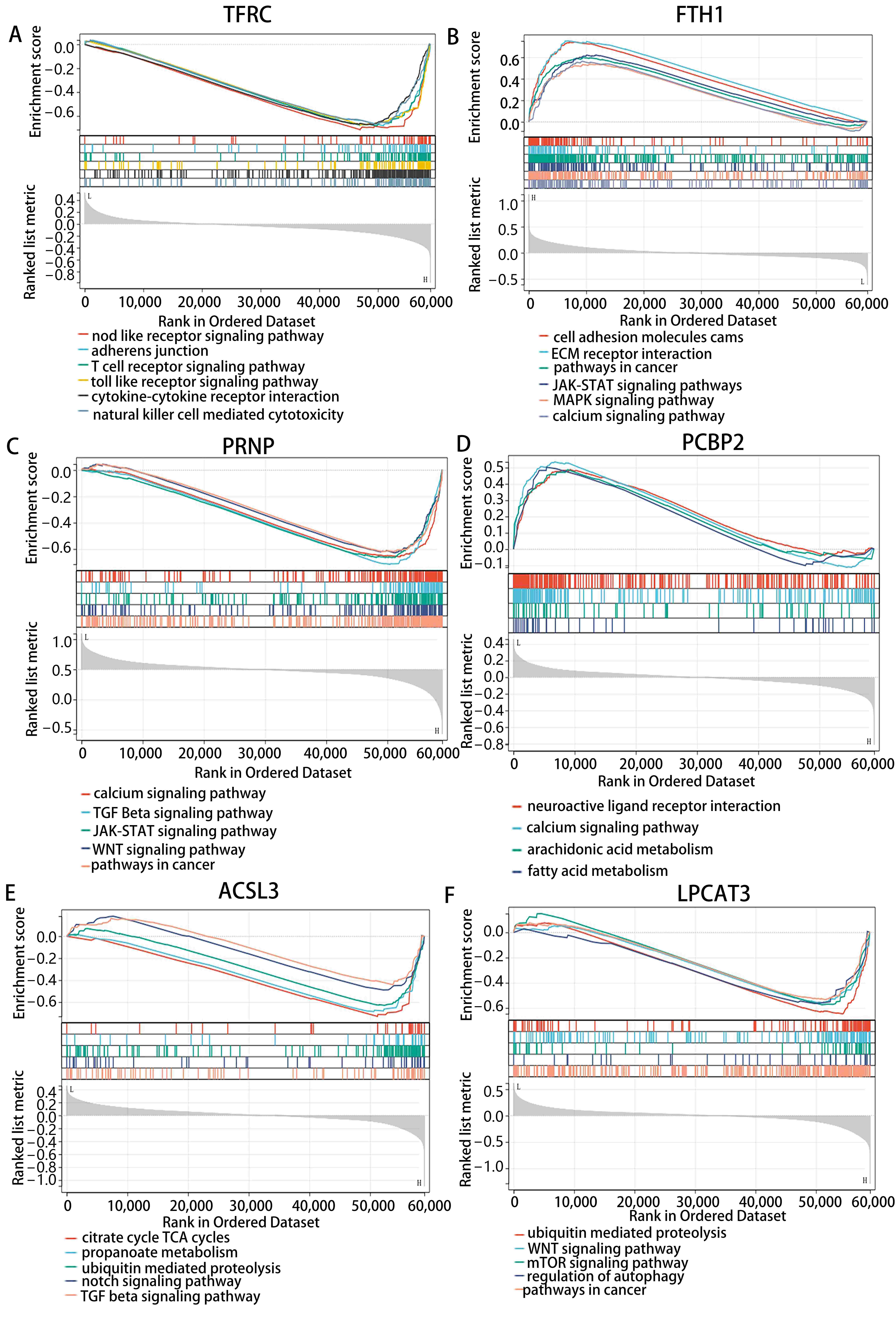 The enriched pathway
analysis by GSEA in PRAD. (A) TFRC. (B) FTH1. (C) PRNP. (D)
PCBP2. (E) ACSL3. (F) LPCAT3.