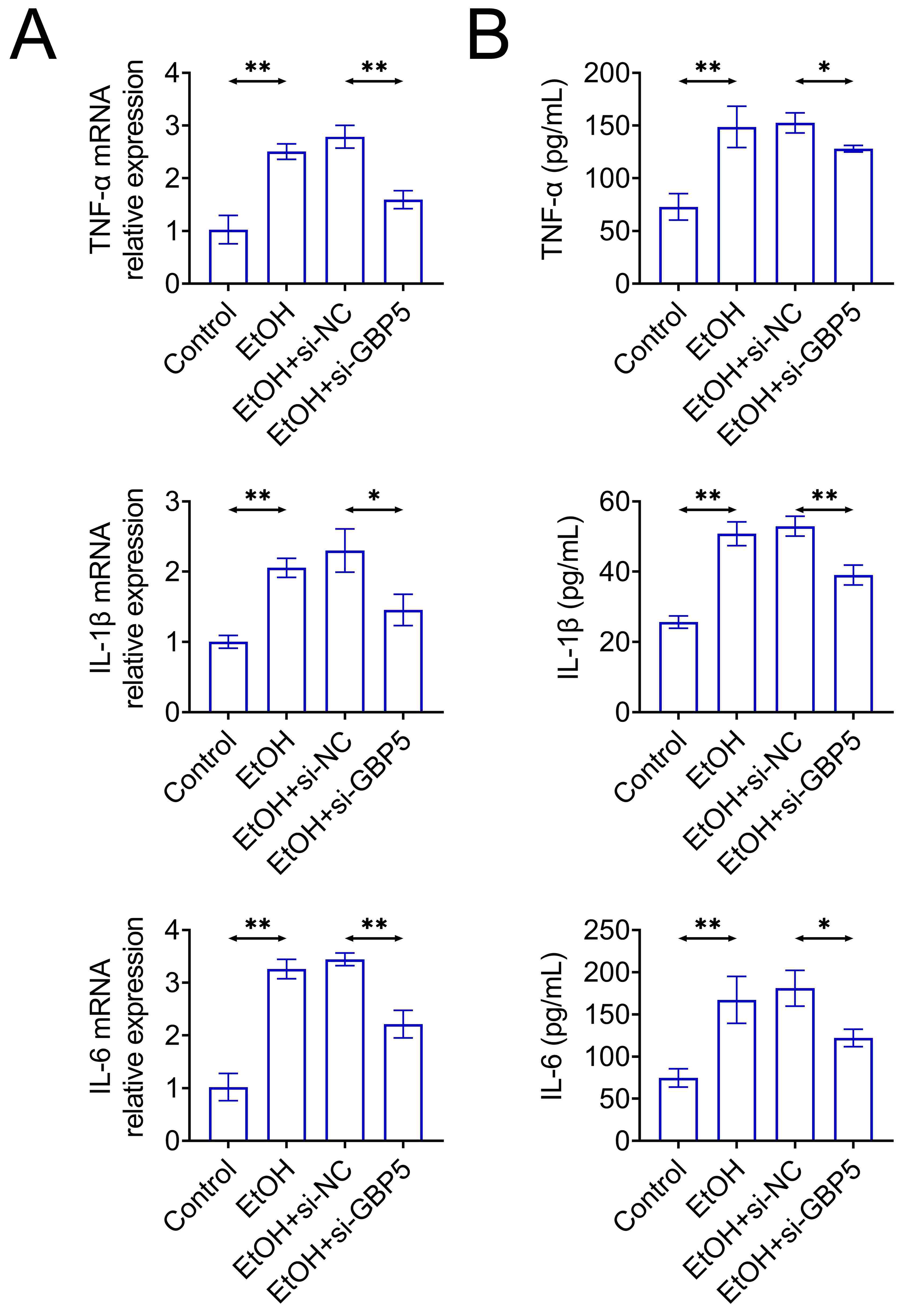 Silencing of GBP5
reduced EtOH-mediated inflammation. The mRNA expressions (A) and levels (B) of Tumor Necrosis Factor-alpha
(TNF-α), Interleukin-1 beta (IL-1β) and
Interleukin-6 (IL-6) were confirmed through reverse transcription
quantitative polymerase chain reaction (RT-qPCR) and enzyme-linked immuno sorbent
assay (ELISA), respectively. *p < 0.05, **p <
0.01. GBP5: Guanylate binding protein 5; EtOH-Ethyl Alcohol; si-GBP5:
siRNAs used to target GBP5; si-NC: siRNAs used to a negative control.