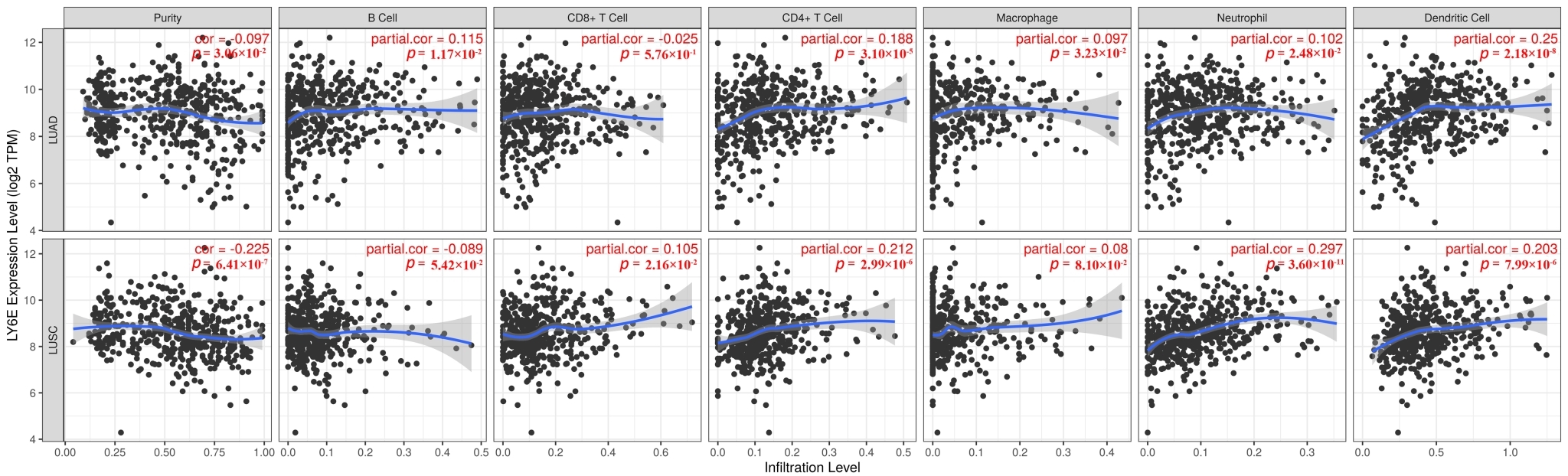 LY6E expression was associated with CD4+ T cells 
and dendritic cell infiltration in LUAD, and with CD4+ T cells, neutrophil 
and dendritic cells infiltration in LUSC.LY6E, lymphocyte antigen 6 
complex, locus E. CD, Cluster of Differentiation; TPM, Transcripts Per Million.