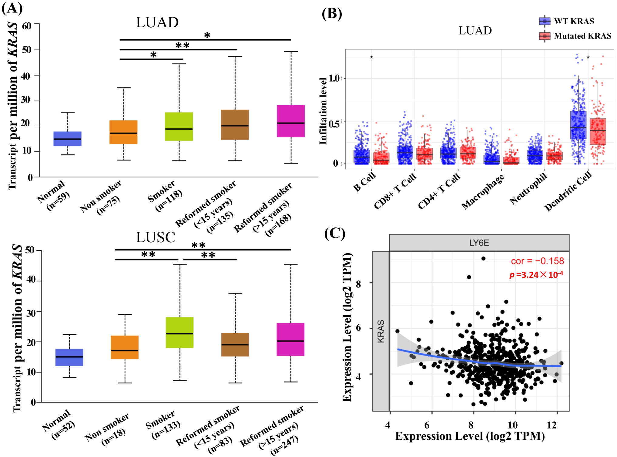 LY6E level was associated with KRAS mutation. (A) KRAS mRNA level was associated with smoking in LUAD and LUSC. (B) 
KRAS mutation was negatively correlated with B cells and dendritic cells 
infiltration. (C) KRAS mRNA level was negatively correlated with 
LY6E level. *p < 0.05, **p < 0.01. LUAD, 
lung adenocarcinoma; KRAS, Kirsten rat sarcoma; LUSC, lung squamous cell 
carcinoma; LY6E, lymphocyte antigen 6 complex, locus E. CD, Cluster of 
Differentiation; TPM, Transcripts Per Million.