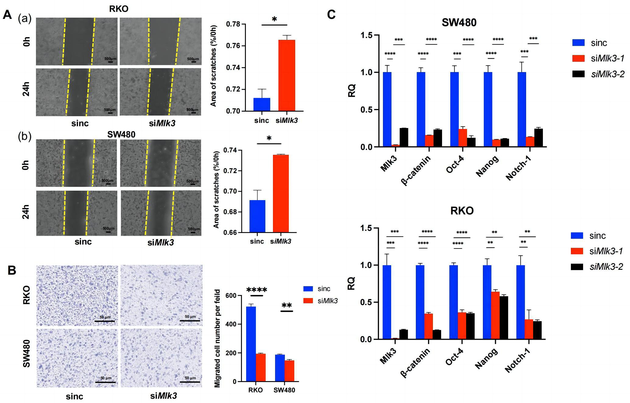 MLK3 knockdown 
suppresses malignancy potential of CRC cells. (A) Wound healing assay with cell 
lines (RKO and SW480) transfected with control or siMLK3. Cells were 
photographed at 0 and 24 h at 50× magnification and wound closure (%) 
was evaluated. (B) Transwell assay with cell lines (RKO and SW480) transfected 
with control or siMLK3. Cells in 48 h under 50× microscope 
photographs. Error bars represent mean ± SEM, representing three 
experiments. (C) mRNA level of CRC stemness and EMT related markers in RKO and 
SW480 cell lines (Student’s t-test; *p < 0.05, 
**p < 0.01, ***p < 0.001, ****p < 0.0005); RQ, 
relative quantification; MLK3, mixed-lineage protein kinase 3.