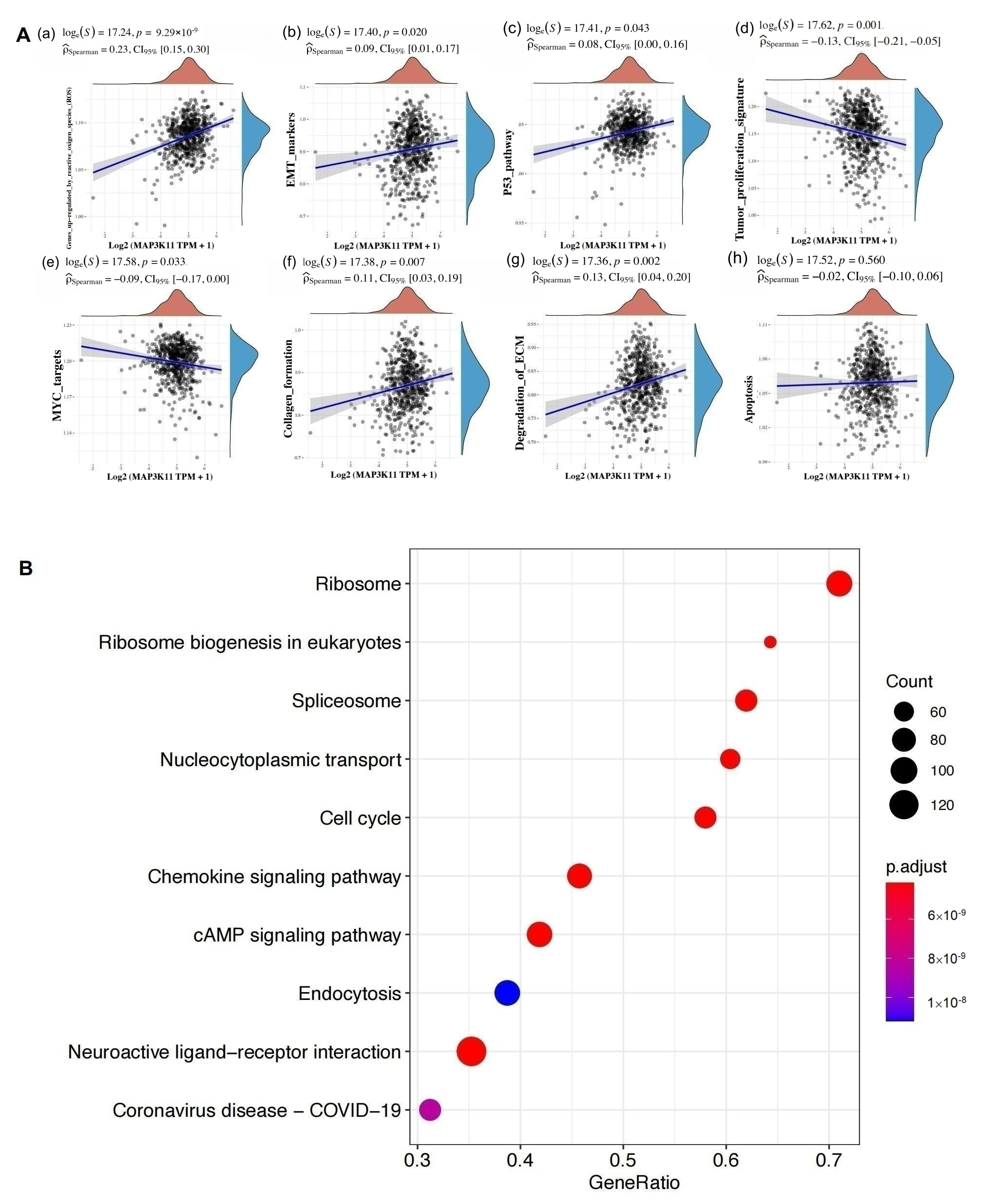 MLK3 associated 
signaling pathways in CRC progression. (A) Increased expression of MLK3 
was correlated with ROS, EMT markers, p53 pathway, cancer proliferation 
signature, MYC targets, collagen formation, degradation of EMC and ferroptosis. 
(B) KEGG analysis suggested that MLK3 was highly enriched in cAMP, cell 
cycle and chemokine signaling pathway.