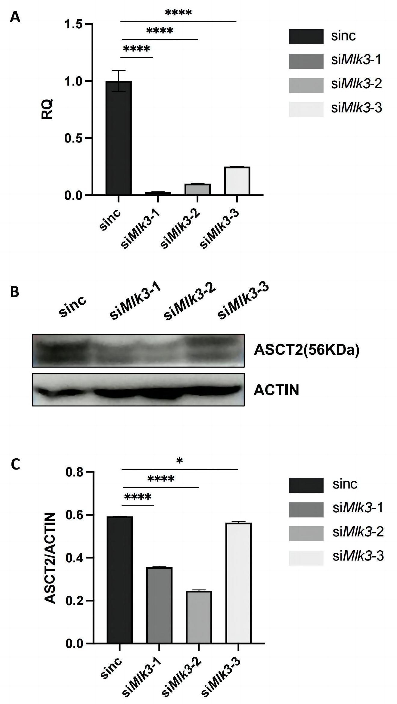 Western blot 
analysis indicating effect of MLK3 on ASCT2 expression. (A) Relative 
mRNA levels of MLK3 in SW480 cells transfected with siMlk3. (B) 
Expression of ASCT2 proteins in SW480 cells transfected with siMLK3. 
β-actin was used as loading control. (C) Statistical analysis of western 
blot. Error bars represent mean ± SEM. *p < 0.05, ****p< 0.0005; RQ, relative quantification; ASCT2: alanine-serine-cysteine 
transporter 2; MLK3, mixed-lineage protein kinase 3. RQ: relative 
quantification; ASCT2: alanine-serine-cysteine transporter 2.