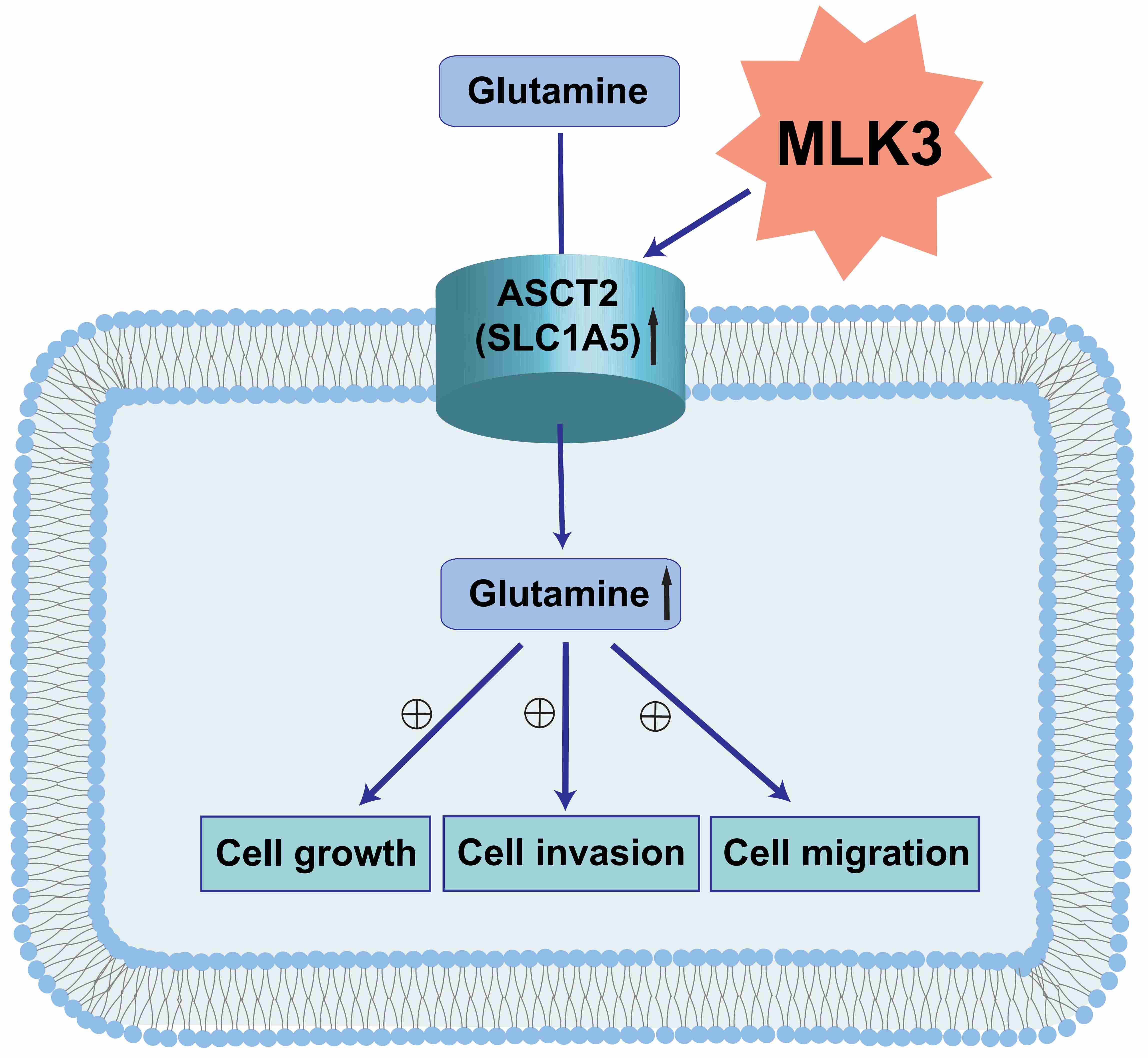 Schematic diagram of the 
role of MLK3 in CRC progression.MLK3 can promote growth, 
invasion and migration ability of colorectal cancer cells (CRC). The potential 
mechanism may be due to its suppression with glutamine metabolism by directly 
targeting ASCT2. MLK3, mixed-lineage protein kinase 3; ASCT2, 
alanine-serine-cysteine transporter 2.
