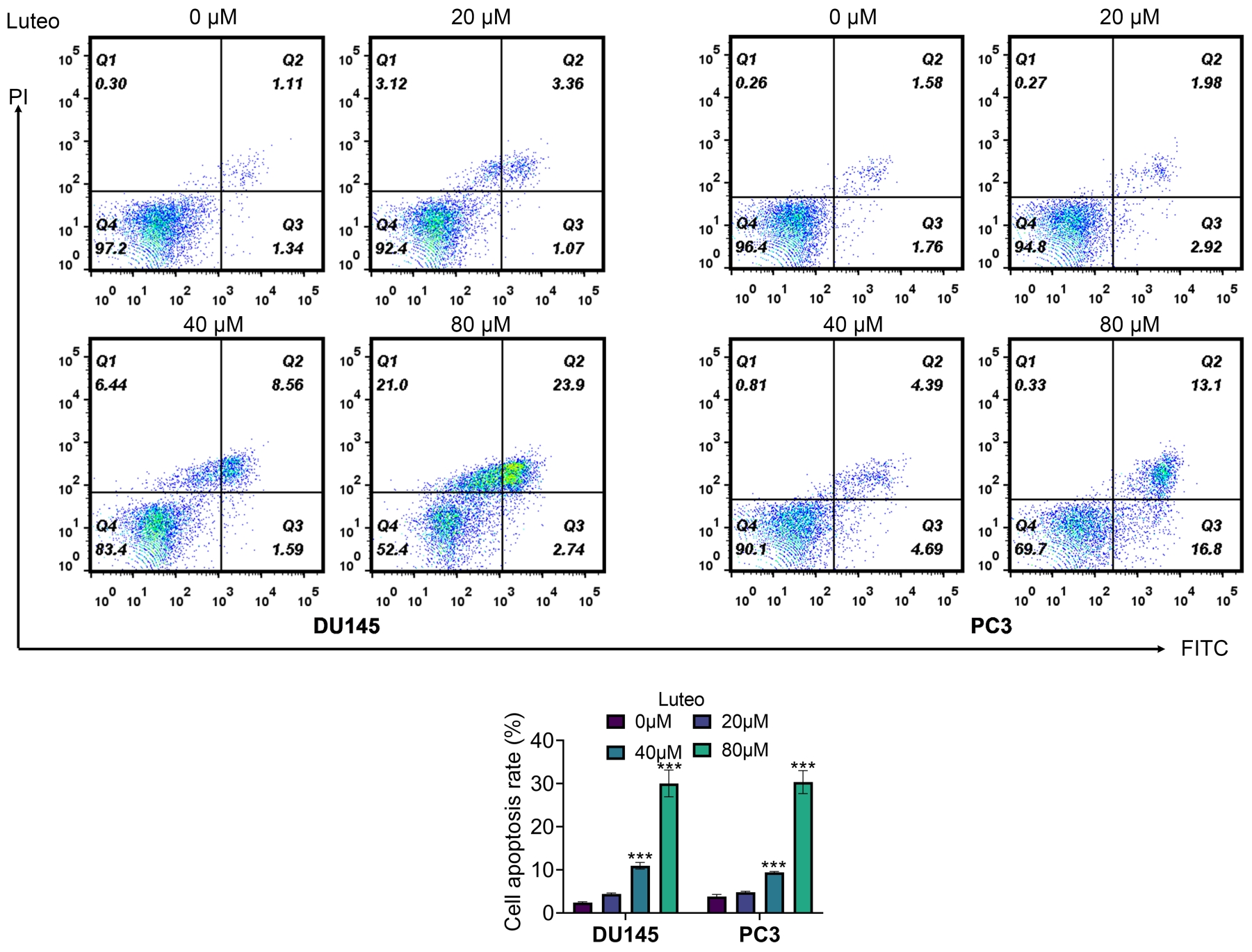 Luteoloside strengthening the cell apoptosis in PC. Groups were
divided as the Luteo 0 µM, Luteo 20 µM, Luteo 40 µM, and Luteo
80 µM. DU145 and PC3 cells apoptosis was measured by flow cytometry.
***p < 0.001. PC: Prostate cancer; FITC: fluoresceine
isothiocyanate.