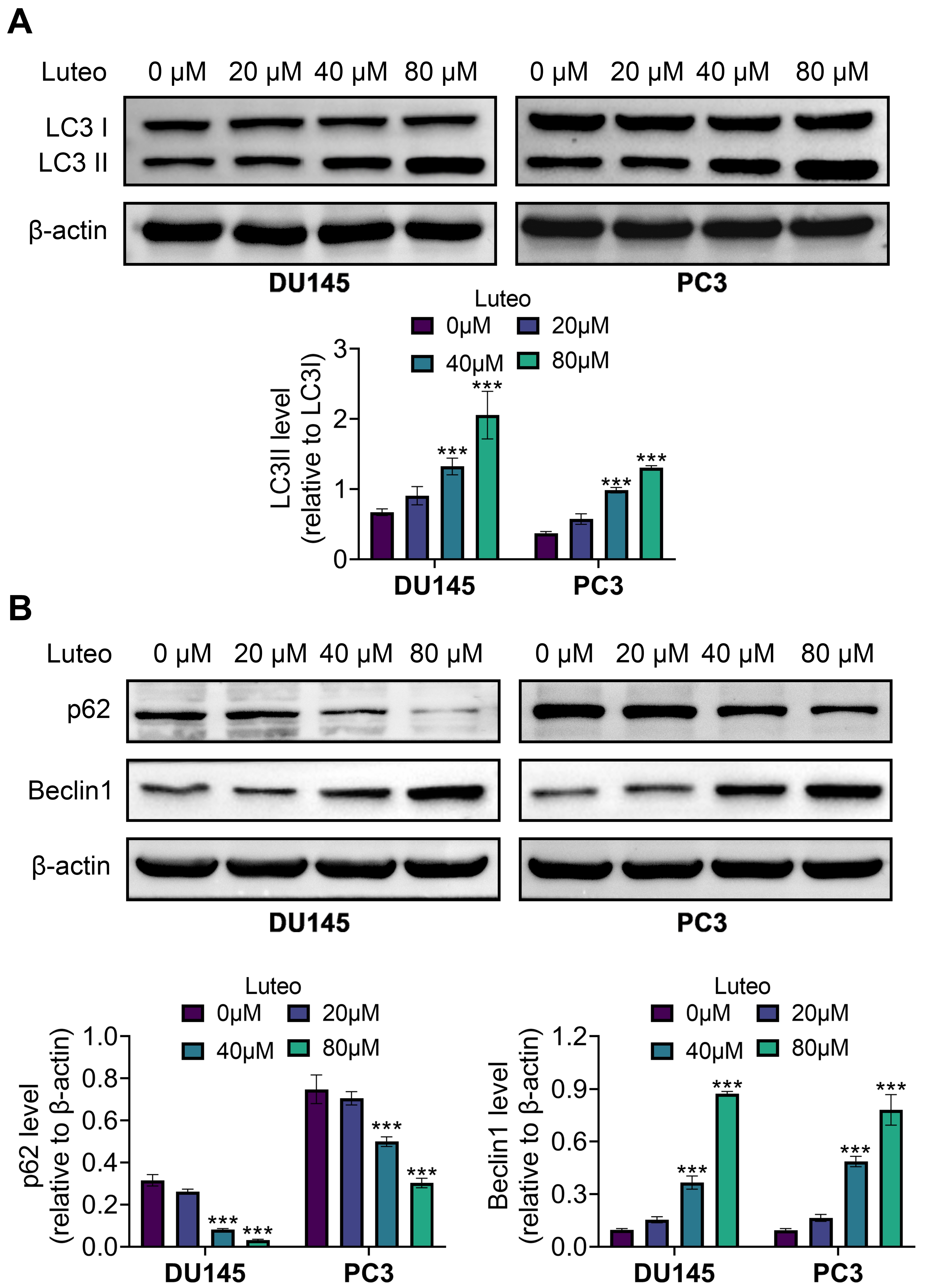 Luteoloside enhancing the autophagy in PC. Groups were divided
as the Luteo 0 µM, Luteo 20 µM, Luteo 40 µM, and Luteo 80
µM. (A) The LC3I and LC3II protein expressions were confirmed via
the western blot. (B) The p62 and Beclin 1 protein expressions were verified by
western blot. ***p < 0.001. PC: Prostate cancer; LC3:
microtubule-associated protein light chain.