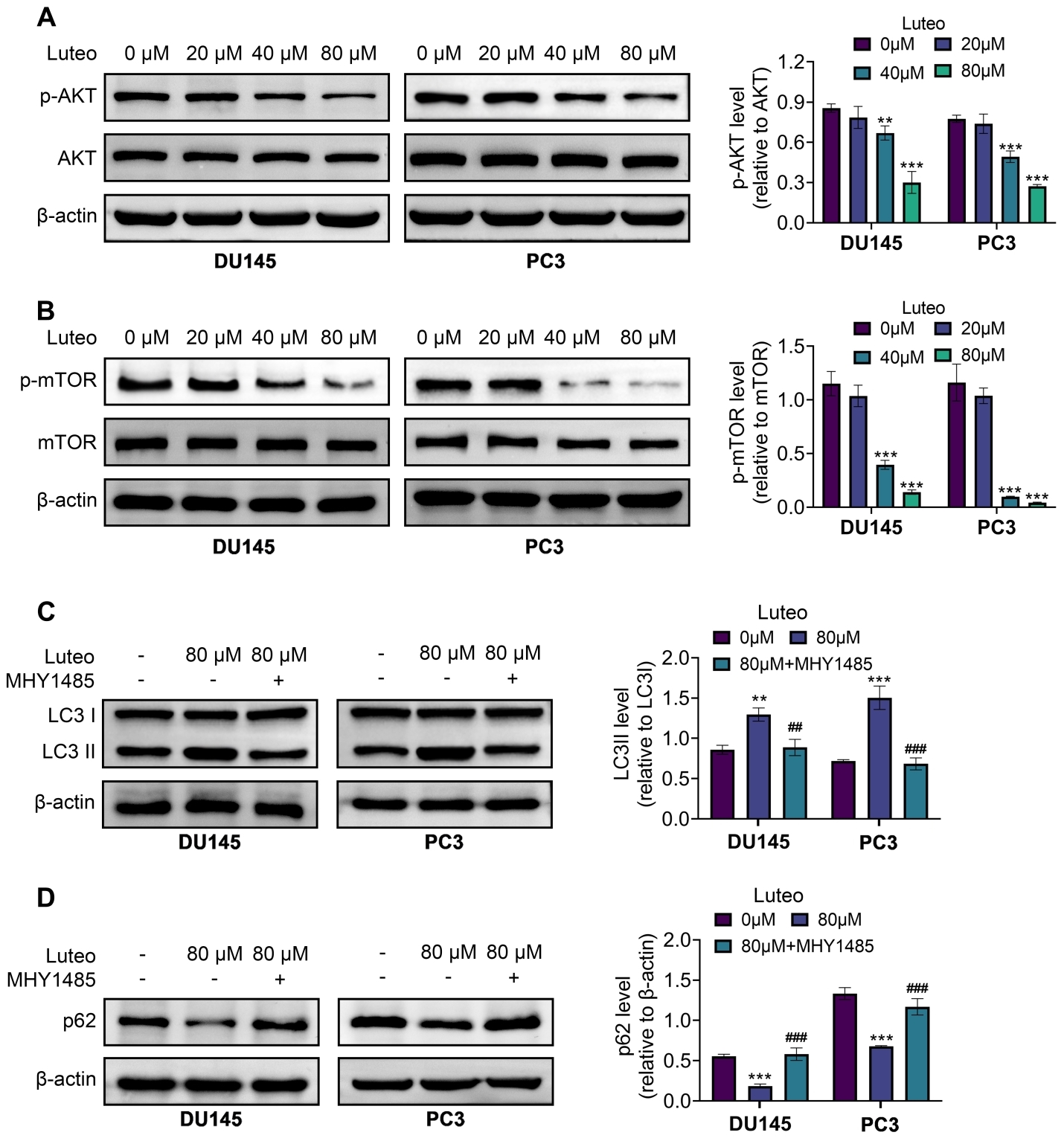 Luteoloside retarding the AKT/mTOR pathway. Groups were divided
as the Luteo 0 µM, Luteo 20 µM, Luteo 40 µM, and Luteo 80
µM. (A) The p-AKT and AKT protein expressions were examined by western
blot. (B) The p-mTOR and mTOR protein expressions were tested via the
western blot. Groups were divided as the Luteo 0 µM, Luteo 80 µM, and
Luteo 80 µM + MHY1485 (mTOR activator).
(C) The LC3I and LC3II protein expressions were measured by western blot. (D) The
p62 protein expression was tested by western blot. **p < 0.01,
***p < 0.001 vs. the Luteo 0 µM group;
##p < 0.01, ###p < 0.001 vs. the
Luteo 80 µM group. PC: Prostate cancer; AKT: protein kinase B; mTOR:
mechanistic target of rapamycin; MHY1485 (mTOR activator); LC3: microtubule-associated protein light chain 3.