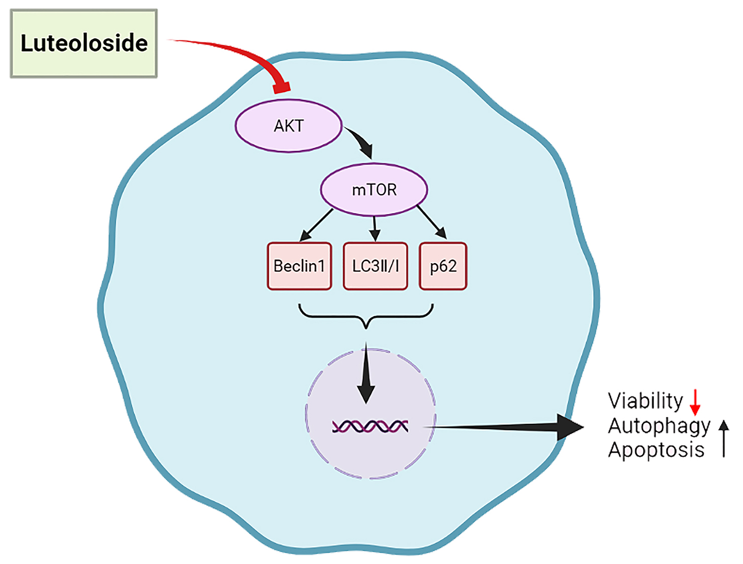 Luteoloside inhibiting the AKT/mTOR pathway to reduce cell
viability and promote autophagy. Luteoloside decreased the p-AKT/AKT and
p-mTOR/mTOR levels to inhibit the AKT/mTOR pathway. Luteoloside increased
LC3II/LC3I and Beclin 1 levels, and decreased p62 levels to strengthen the
autophagy. AKT: protein kinase B; mTOR: mechanistic target of rapamycin; LC3:
microtubule-associated protein light chain 3.