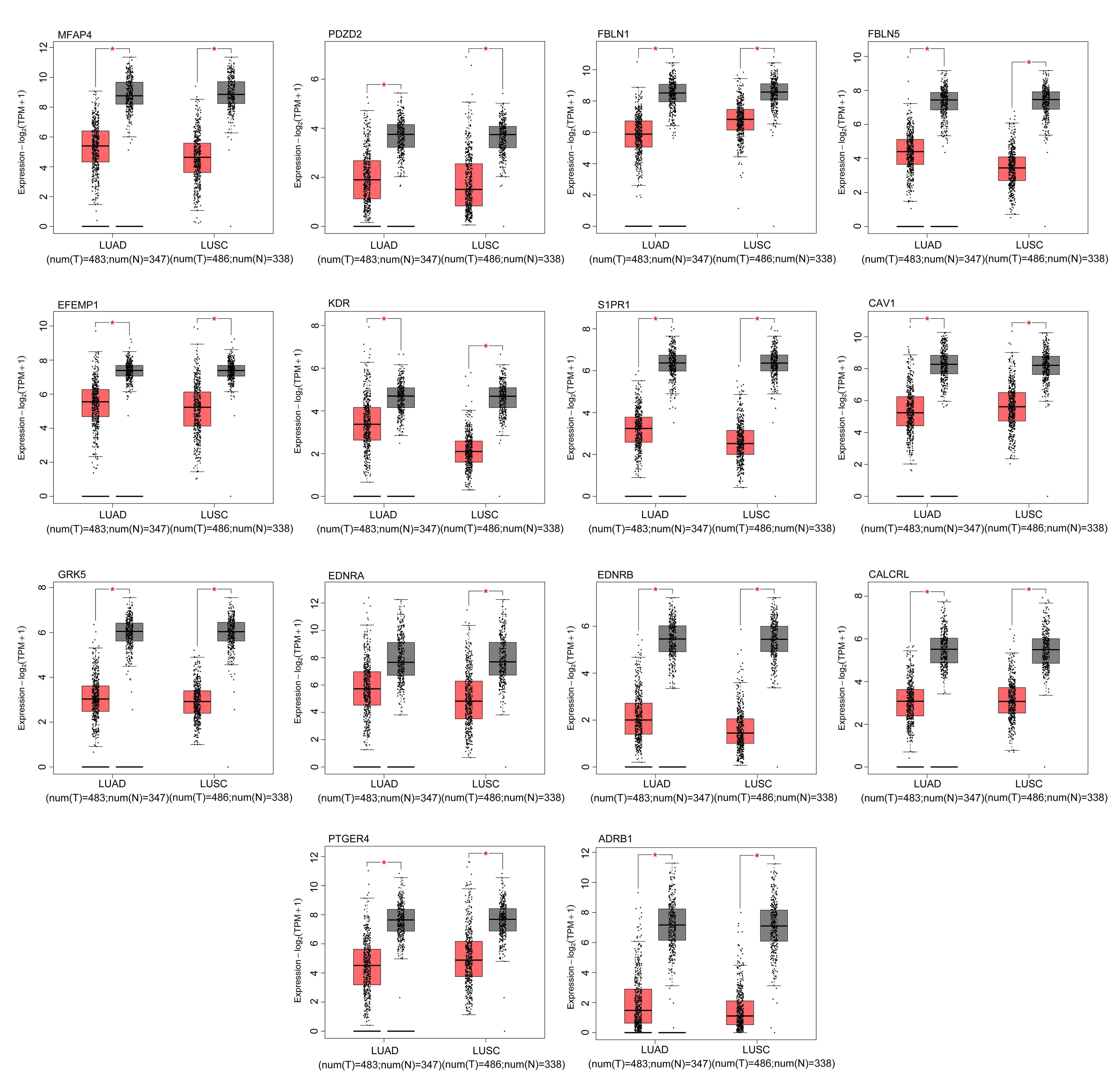 Analysis of differential gene expression in lung adenocarcinoma and lung
squamous cell carcinoma based on the TCGA database. GEPIA (gene expression
profiling interactive analysis) online software was used to analyze the
expression of MFAP4 (microfibril-associated protein 4), PDZD2 (PDZ domain
containing 2), FBLN1 (fibulin 1), FBLN5 (fibulin 5), EFEMP1 (EGF containing
fibulin extracellular matrix protein 1), KDR (kinase insert domain receptor),
S1PR1 (sphingosine-1-phosphate receptor 1), CAV1 (caveolin 1), GRK5 (G
protein-coupled receptor kinase 5), EDNRA (endothelin receptor type A), EDNRB
(endothelin receptor type B), CALCRL (calcitonin receptor-like receptor), PTGER4
(prostaglandin E receptor 4), and ADRB1 (adrenoceptor beta 1) in LUAD (lung
adenocarcinoma) and LUSC (lung squamous cell carcinoma).