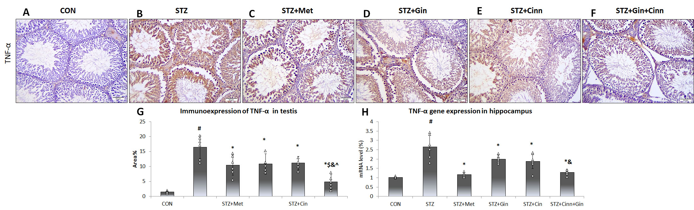 Effect of Cinnamon and ginger extracts onimmunoexpression of TNF-α in the testis. Testicular
immunoexpression of TNF-α (A–F) of the studied group is presented.
TNF-α + ve cells (arrow) frequently appear in STZ group (B).
Semi-quantitative assessment of TNF-α immunoexpression is presented (G).
Gene expression analysis of TNF-α using qRT-PCR is presented (H).
TNF-α: tumor necrosis factor-alpha; STZ: streptozotocin; Met: metformin;
Gin: ginger; Cinn: Cinnamon. N = 6. Mean ± SD is presented. ANOVA test
followed by Bonforoni post-hoc test was used. #: significant
versus control; *: significant versus STZ + Met; &: significant versus STZ +
Gin; ^: significant versus STZ + Cinn; $: significant versus
STZ + Met.