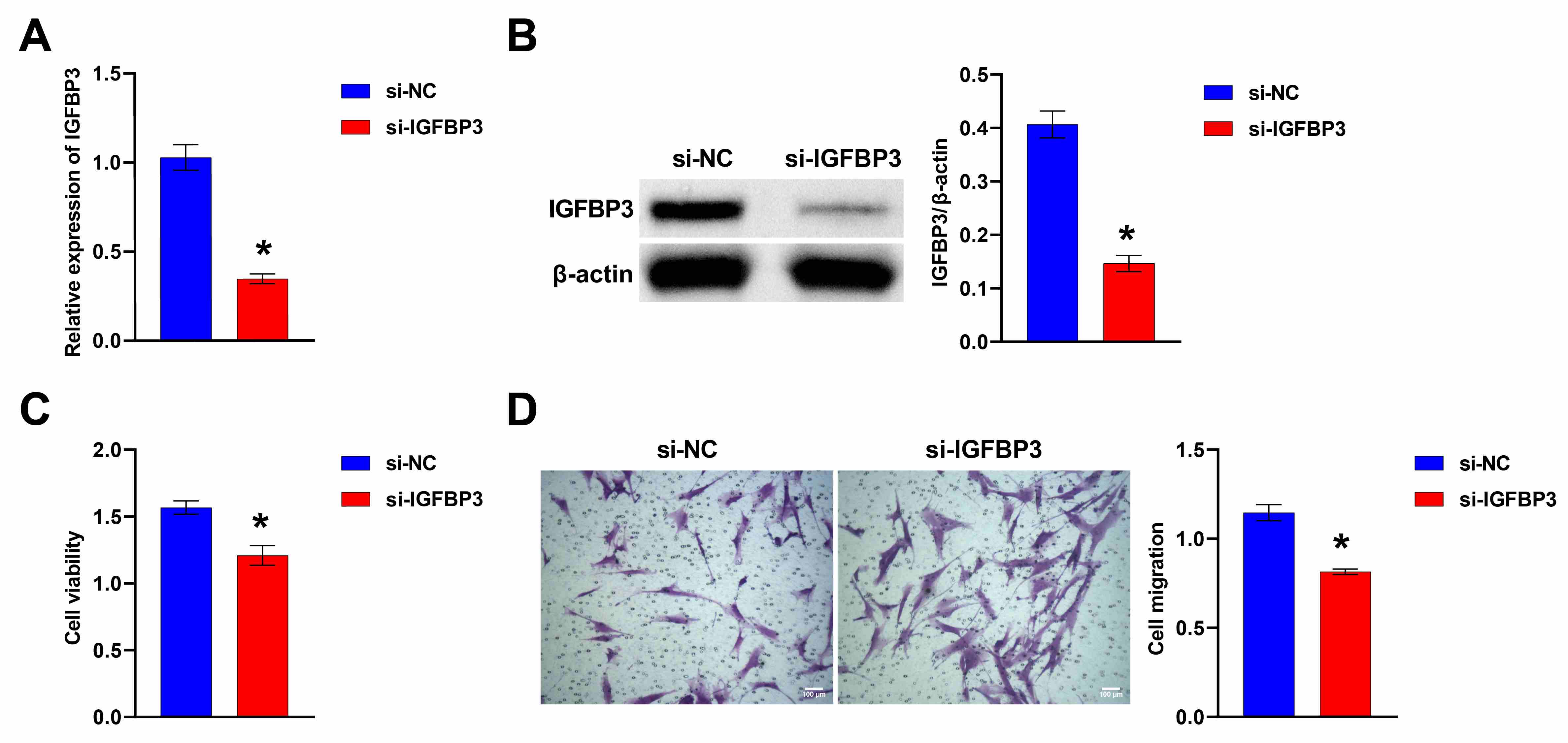 IGFBP-3 silencing inhibited the growth of HFF-1 cells. (A) qRT-PCR for
measurement of IGFBP-3 expression. (B) The abundance of IGFBP-3 was
examined by western blotting. (C) The viability of HFF-1 cells was detected by
CCK8 assays. (D) Transwell assay for cell migration. Scale bar = 100 µm. The student’s t-test was used to analyze statistical significance.
*p < 0.05 vs. si-NC group. NC: nitrocellulose; IGFBP-3: insulin-like growth factor binding protein-3.