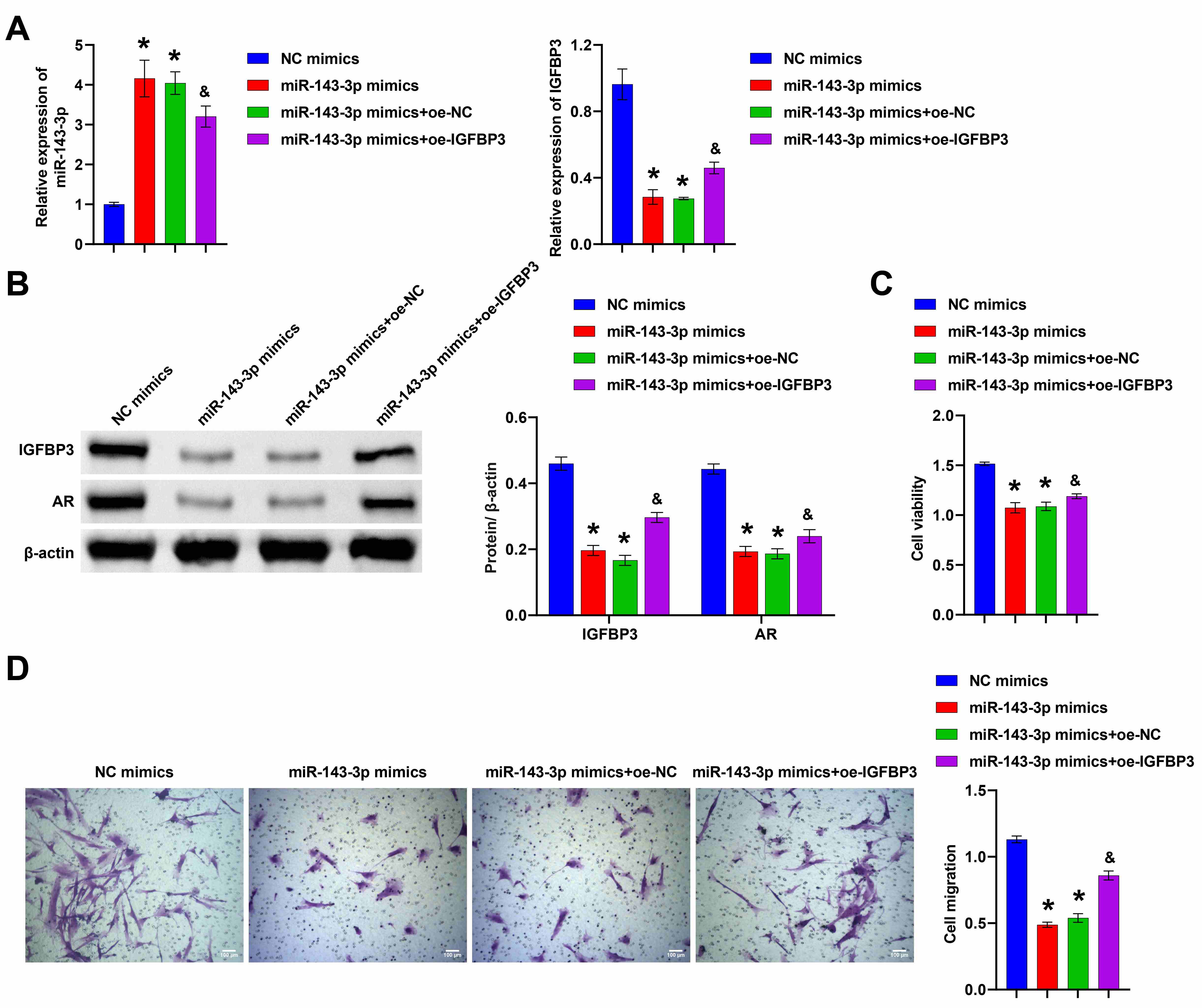 miR-143-3p targeted IGFBP-3 to regulate testosterone-induced HFF-1 cell growth
and AR expression. (A) qRT-PCR for measurement of miR-143-3p
and IGFBP-3 expression. (B) Western blotting for detection of IGFBP-3
and AR. (C) HFF-1 cell viability was detected by CCK8 assays. (D) Transwell assay
for cell migration. Scale bar = 100 µm. One-way ANOVA
was used to analyze statistical significance. *p < 0.05
vs. NC mimics group; & p < 0.05 vs. miR-143-3p
mimics + oe-NC group. NC: nitrocellulose; AR: androgen receptor; IGFBP-3: insulin-like growth factor binding protein-3.