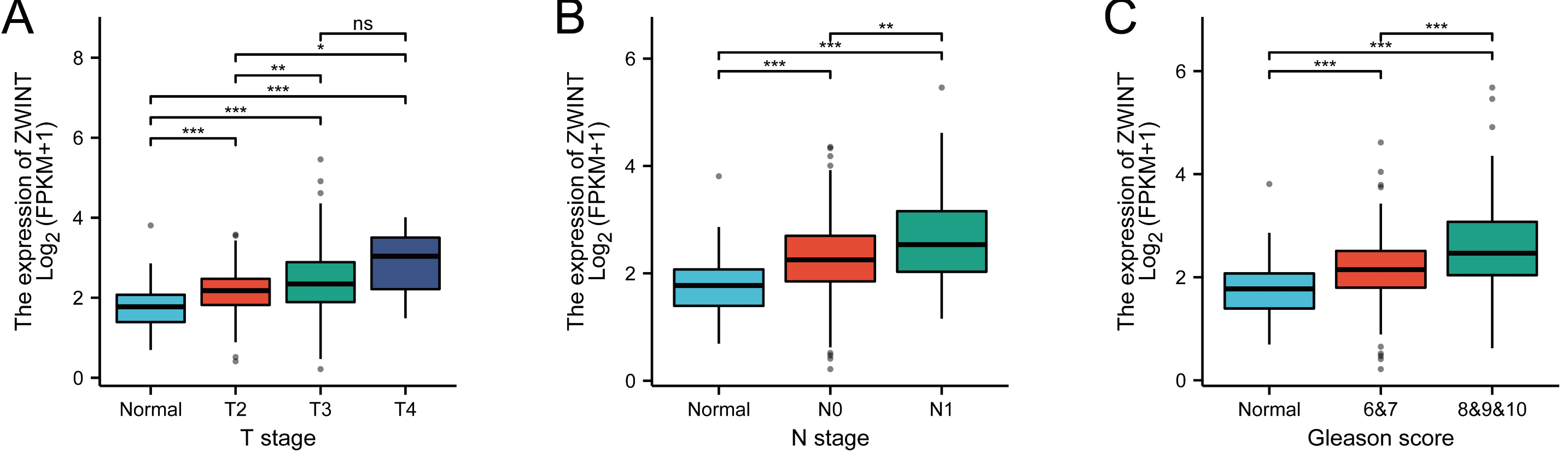 The correlation between ZWINT expression and clinical
characteristics. (A–C): Correlation of ZWINT expression with T-stage,
N-stage and Gleason score. (* p < 0.05, ** p < 0.01,
*** p < 0.001, “ns” means no statistical difference).
ZWINT: ZW10 Interactor; FPKM: Fragments Per Kilobase Million.