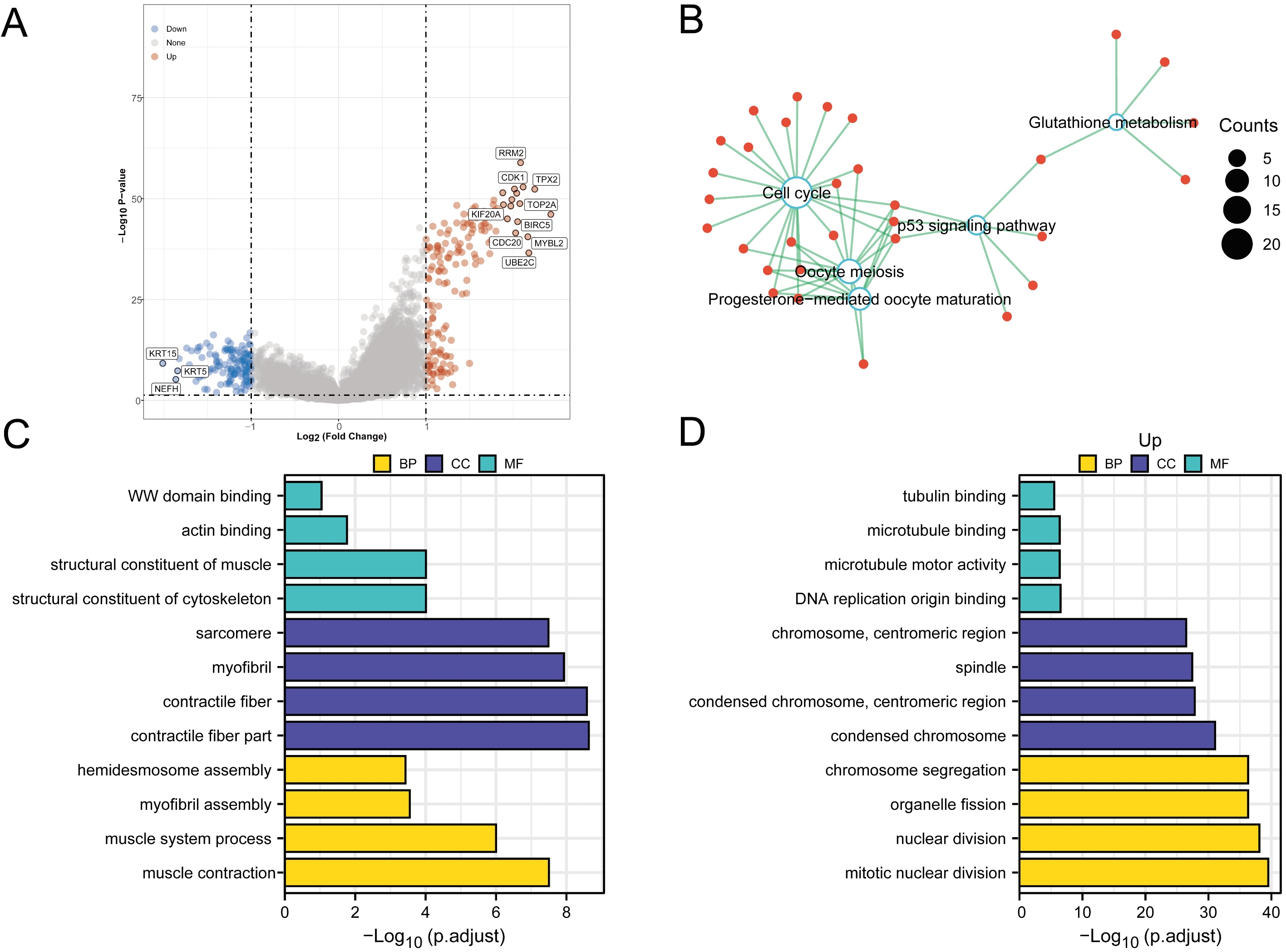 Differentially expressed genes and enrichment analysis. (A):
Volcano plot of differential genes (up-regulation: 168, down-regulation: 128).
(B): KEGG analysis of differential genes. (C,D): GO analysis of differential
genes. KRT15: Keratin 15; KRT5: Keratin 5; NEFH:
Neurofilament heavy chain; RRM2: Ribonucleotide reductase regulatory
subunit M2; CDK1: Cyclin-dependent kinases 1; TPX2: TPX2
microtubule nucleation factor; KIF20A: Kinesin family member 20A;
TOP2A: Topoisomerase (DNA) II Alpha; BIRC5: Baculoviral IAP
repeat containing 5; CDC20: Cell division cycle 20 homologue;
MYBL2: MYB Proto-Oncogene like 2; UBE2C: Ubiquitin conjugating
enzyme E2 C; BP: Biological Process; CC: Cell Component; MF: Molecular Function.