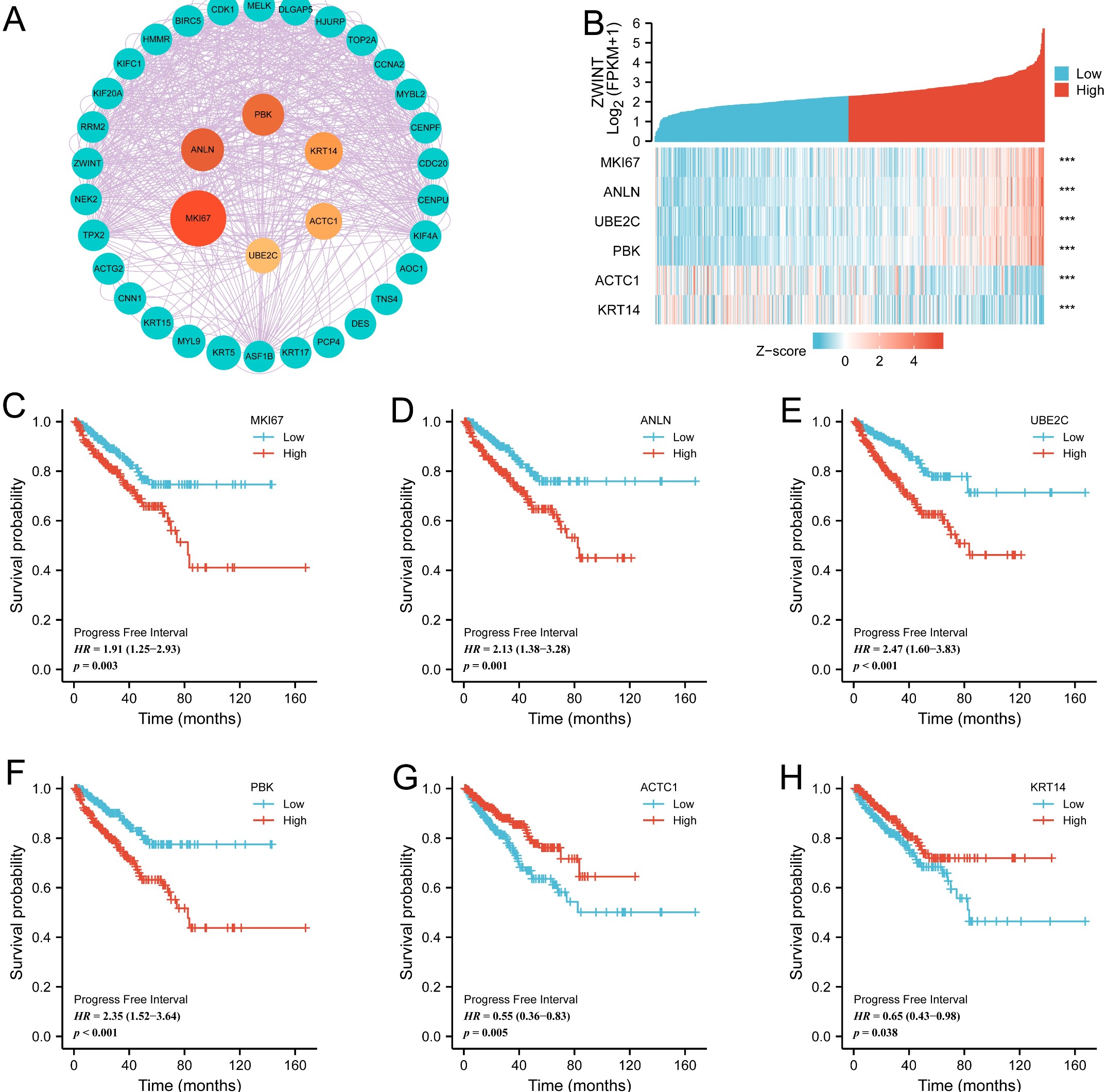 Validation of the Hub genes and prognosis analysis. (A):
Construction of PPI network. (B): Correlation between Hub genes and
ZWINT expression (*** p < 0.001). (C–H): The Hub genes
expression correlates with PCa prognosis. ZWINT: ZW10
Interactor; RRM2: Ribonucleotide reductase M2; KIF20A: Kinesin
family member 20A; KIFC1: Kinase protein family member C1;
HMMR: Hyaluronan mediated motility receptor; BIRC5: Baculoviral IAP
repeat containing 5; CDK1: Cyclin dependent kinase 1; MELK:
Maternal embryonic leucine zipper kinase; DLGAP5: Discs large homolog
associated protein 5; HJURP: Holliday junction Recognition
Protein; TOP2A: Topoisomerase (DNA) II Alpha; CCNA2: Cyclin
A2; MYBL2: MYB Proto-Oncogene like 2; CENPF: Centromere protein
F; CDC20: Cell division cycle 20 homologue; CENPU: Centromere
protein U; KIF4A: Kinesin family member 4A; AOC1: Amine Oxidase
Copper Containing 1; TNS4: Tensin 4; DES: Desmin;
PCP4: Purkinje cell protein 4; KRT17: Keratin 17; ASF1B:
Anti-silencing function protein 1 homolog B; KRT5: Keratin
5; MYL9: Myosin light chain 9; KRT15: Keratin 15;
CNN1: Calponin 1; ACTG2: Actin gamma 2; TPX2:
TPX2 microtubule nucleation factor; NEK2: NimA-related protein
kinase 2; MKI67: Marker of proliferation Ki-67; ANLN : Anillin; UBE2C : Ubiquitin
Conjugating Enzyme E2 C; PBK: PDZ binding kinase; ACTC1: Actin alpha cardiac
muscle 1; KRT14: Keratin 14; HR: Hazard Ratio.