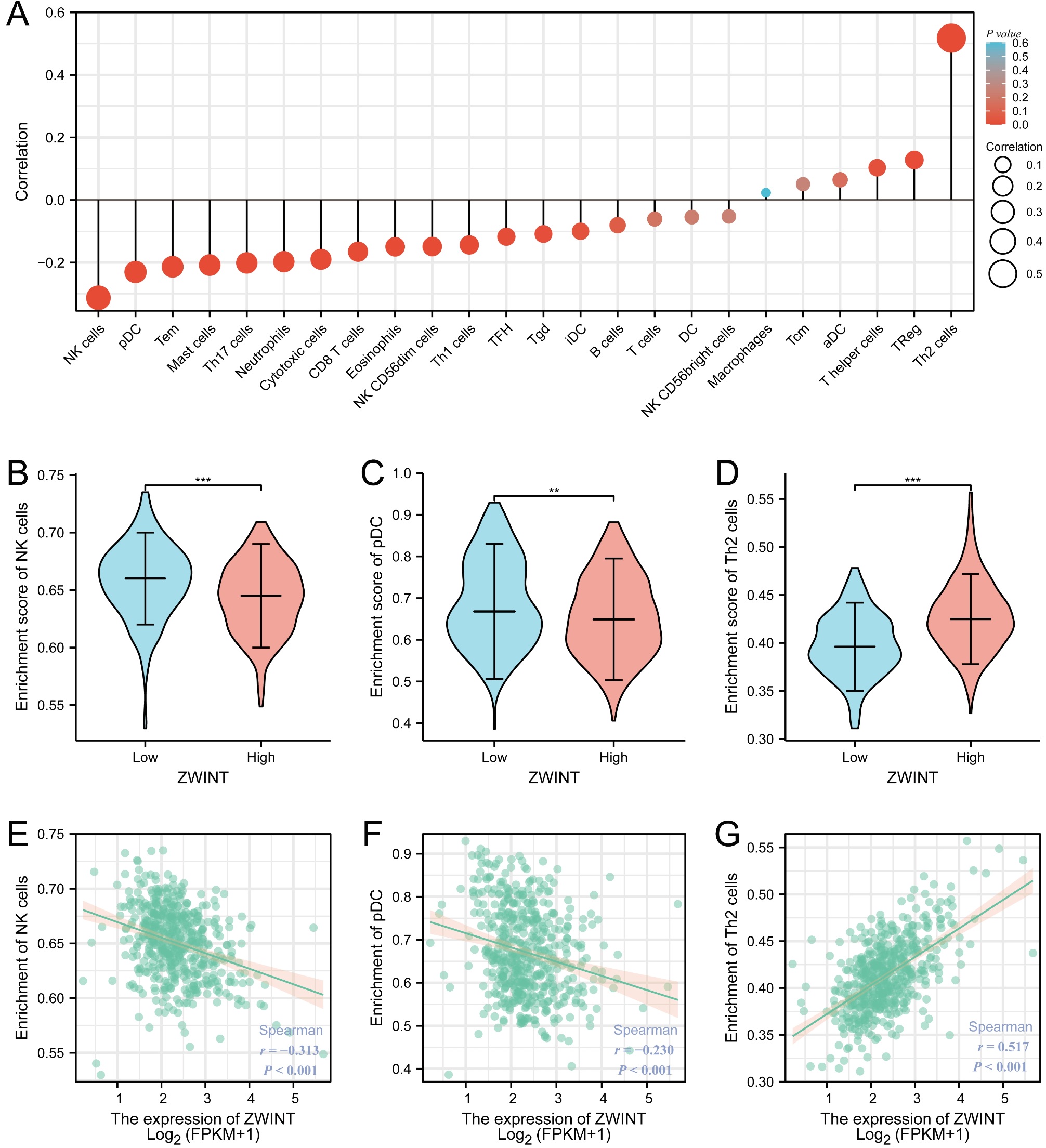 The correlation between ZWINT expression and immune
infiltration. (A): The relevance of ZWINT expression to 24 immune
cells. (B–G): Enrichment scores of NK, pDC and Th2 cells in ZWINT high
and low expression groups. (** p < 0.01, *** p < 0.001).
pDC: plasmacytoid dendritic cell; NK: Natural killer cell; Tem: Effective Memory T Cell; Th17: T helper 17 cell; CD8: Cluster of differentiation
8; Th1: T helper 1 cell; TFH: T follicular helper cell; Tgd: T gamma delta cell;
iDC: Interdigitating cell; DC: Dendritic cell; Tcm: T central memory cell; aDC:
Activated dendritic cells; Th2: T helper 2 cell; ZWINT: ZW10
Interactor; FPKM: Fragments Per Kilobase Million.