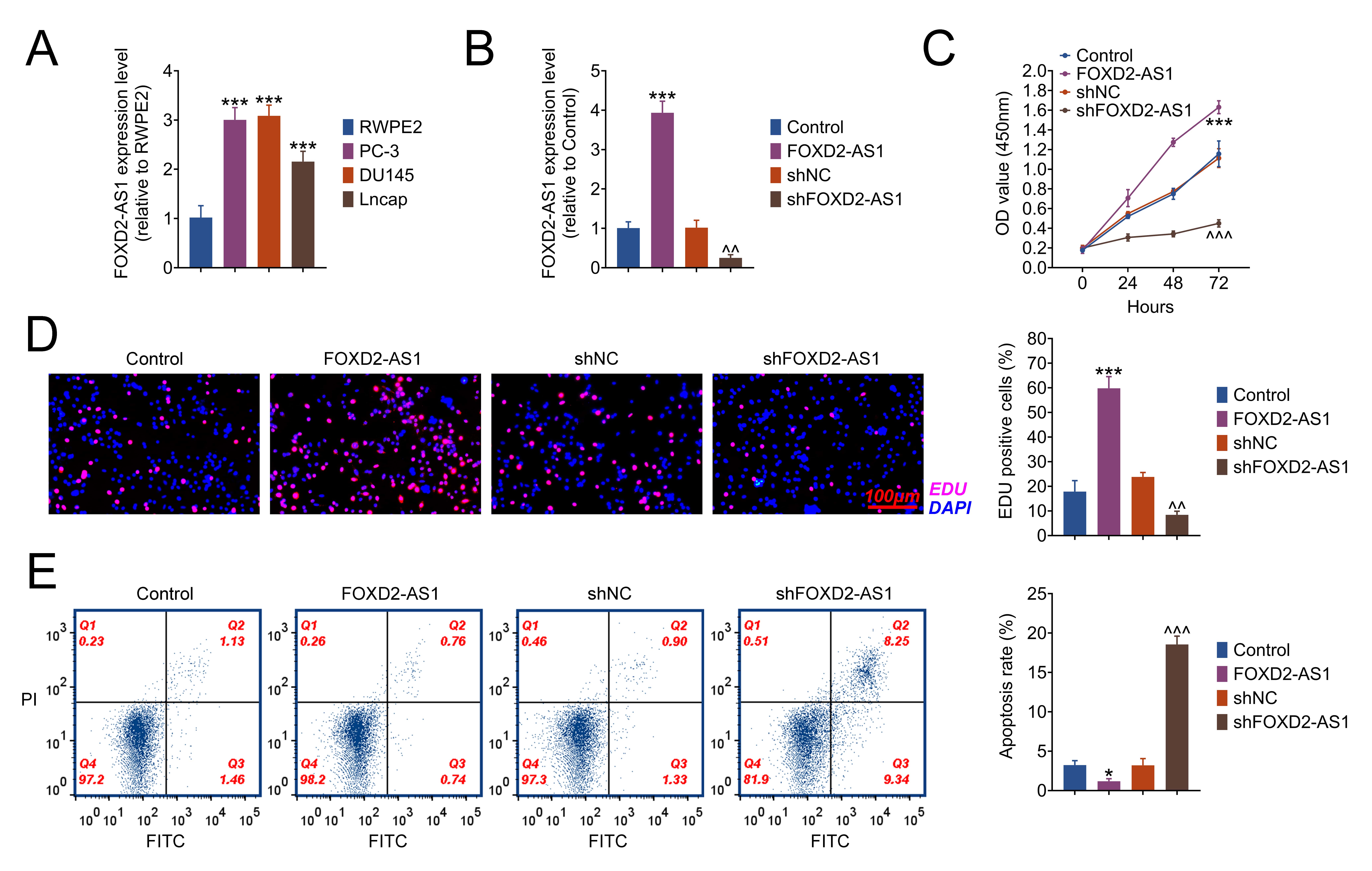 FOXD2-AS1 knockdown inhibits the proliferation of prostate 
cancer cells. (A) The levels of FOXD2-AS1 
were measured in both normal prostate cell (RWPE2) and PCa cell lines (PC-3, 
DU145 and Lncap) using RT-qPCR. ***p < 0.001 
vs. RWPE2 cells. (B) FOXD2-AS1 was determined by RT-qPCR in PCa cells 
transfected with shFOXD2-AS1, shNC or FOXD2-AS1. (C) The cell availability (shown 
in OD value) was assessed in PCa cells by CCK8. (D) The ability of proliferation 
was evaluated by EDU assays using PCa cells. (E) The apoptosis rate of PCa cells 
was measured by flow cytometry. The data are expressed as the mean < SD. 
*p < 0.5, ***p < 0.001 
vs. control. ^^p <0.01, 
^^^p < 0.001 
vs. FOXD2-AS1 group. FOXD2-AS1: FOXD2 Adjacent Opposite Strand RNA 1; 
shNC: sh-Numerical Control; OD: optical density; EDU: 5-ethynyl-2′ -deoxyuridine; 
DAPI: 4′ ,6-diamidino-2-phenylindole; PI: propidium iodide; FITC: fluorescein 
isothiocyanate.