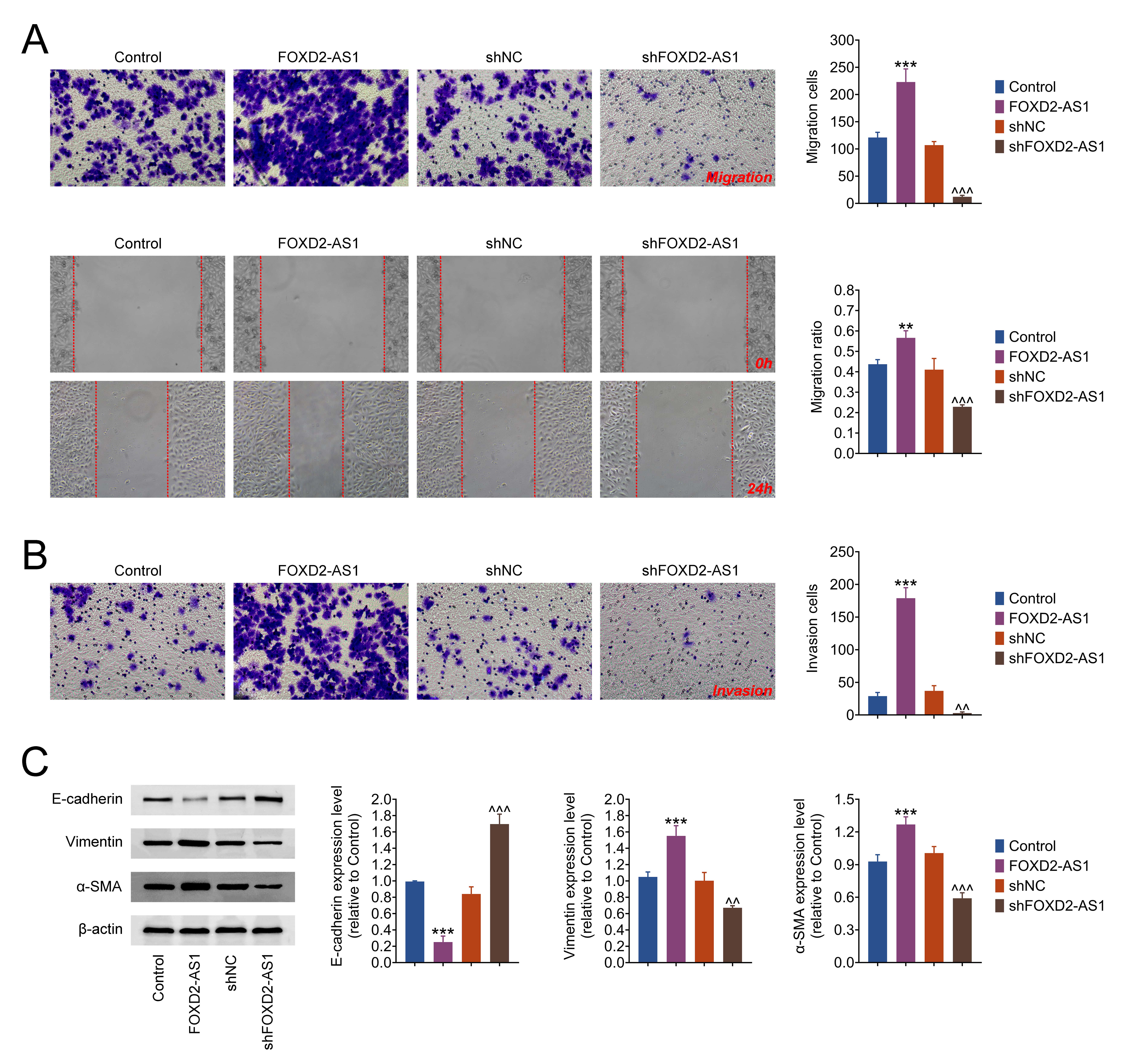 FOXD2-AS1 silencing repressed the migration of prostate cancer 
cells. (A) The migration was assessed by Transwell assay. (B) The invasion was 
detected by Transwell and wound healing. (C) The levels of E-cadherin, Vimentin 
and α-SMA were masured by western blot, normalized to β-actin. 
The data are expressed as the mean ± SD. ***p < 
0.001 vs. control. ^^p < 
0.01, ^^^p < 0.001 
vs. FOXD2-AS1 group, ** p < 0.01. FOXD2-AS1: FOXD2 Adjacent 
Opposite Strand RNA 1; shNC: sh-Numerical Control; α-SMA: α-smooth muscle actin.