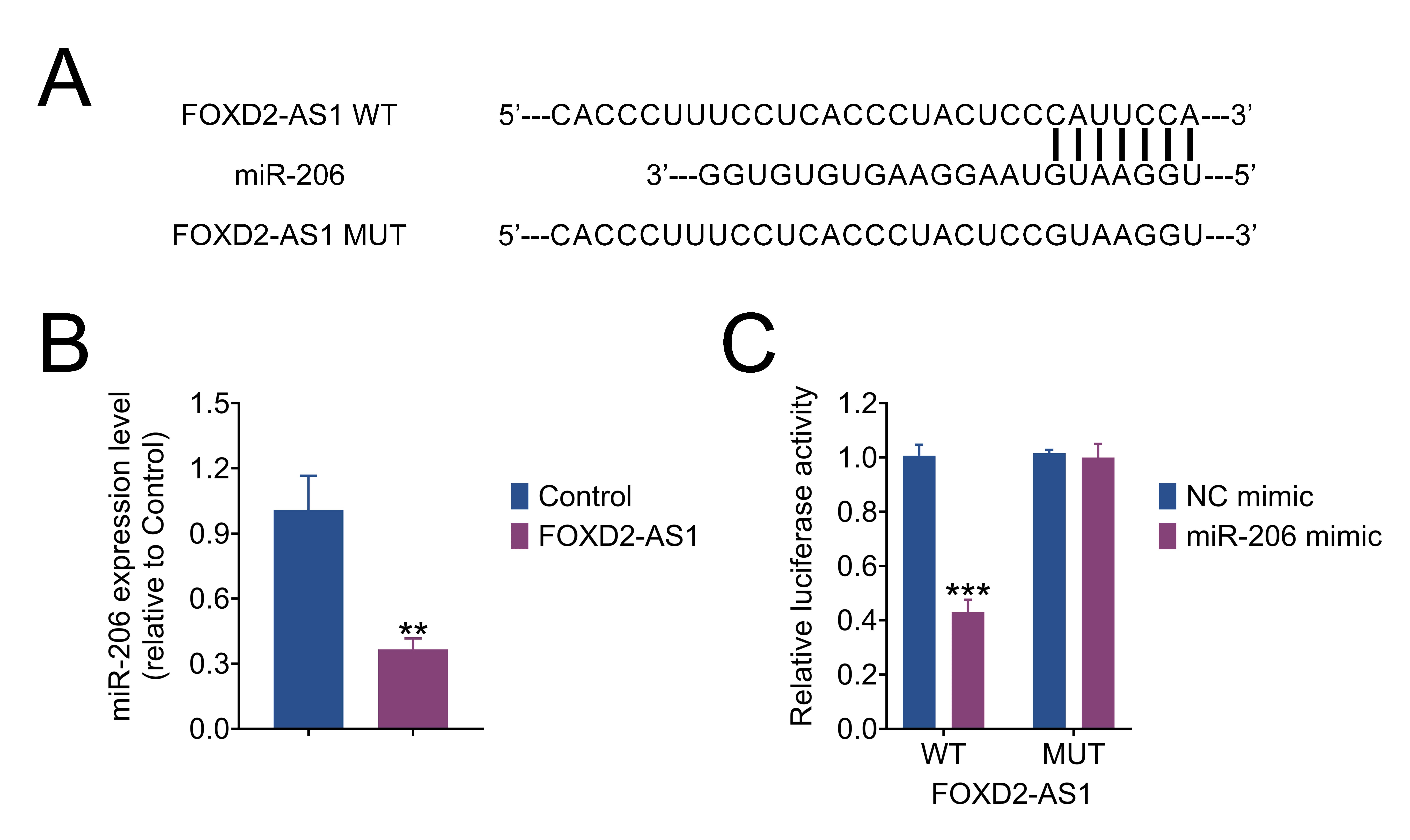 FOXD2-AS1 deregulates the expression of miR-206. (A) Binding 
sites in FOXD2-AS1 versus miR-206. (B) miR-206 expression in PCa cells with 
FOXD2-AS1 detected by RT-qPCR. (C) Binding sites in PCa cells were investigated by 
dual-luciferase assays. The results are expressed as the mean ± SD. 
**p < 0.01, ***p < 0.001 vs. 
control or NC mimic. FOXD2-AS1: FOXD2 Adjacent Opposite Strand RNA 1; WT: wild 
type; MUT: mutation; NC: Numerical Control.