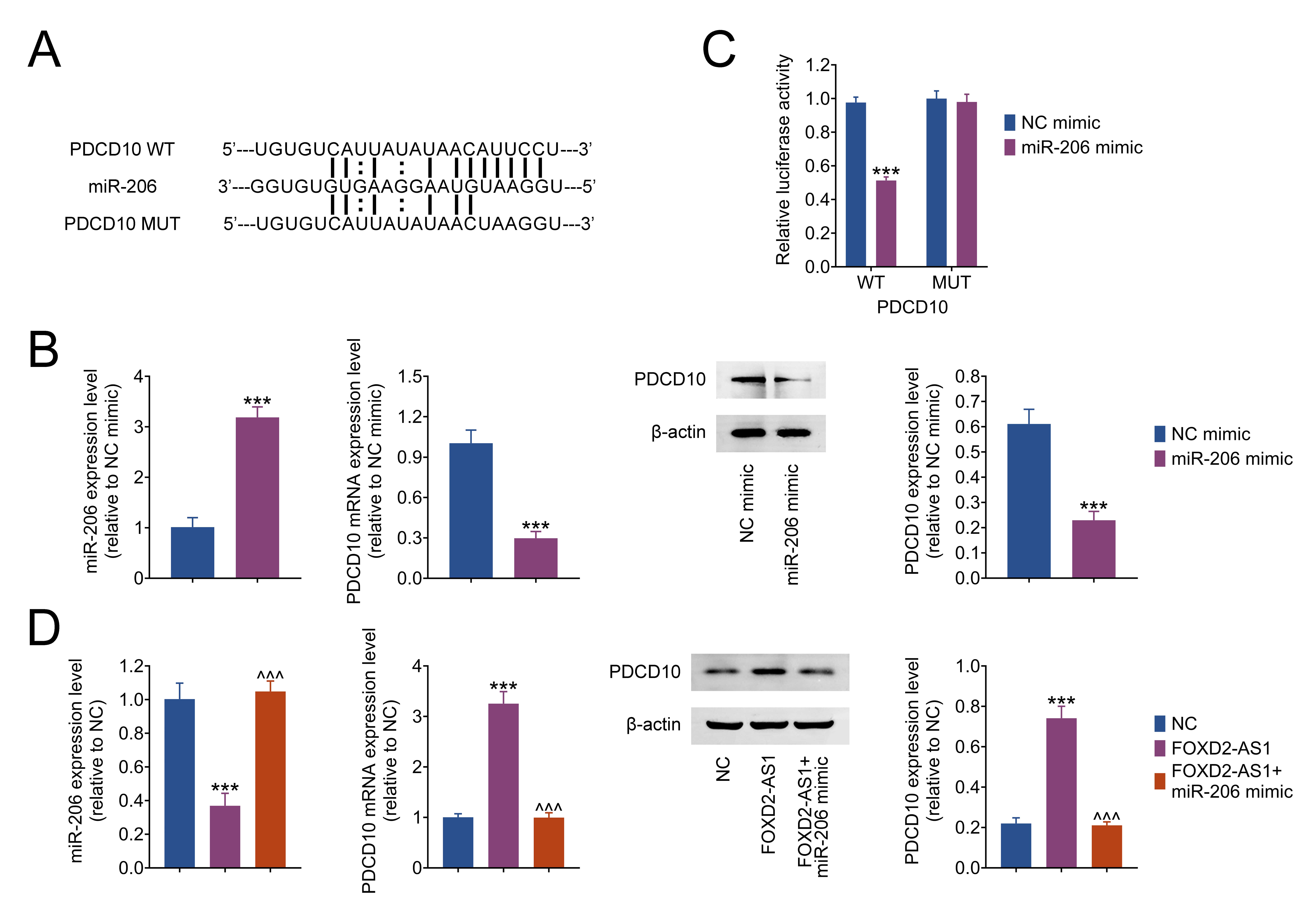 miR-206 targets the expression of PDCD10. (A) MiR-206 binding 
sites within PDCD10. (B) miR-206 mimic effects on PDCD10 in PCa cells was 
evaluated by RT-qPCR and western blot. (C) Associations of miR-206 with the PDCD10 
in PCa cells were shown by dual-luciferase assay. (D) RT-qPCR and western blot 
show that FOXD2-AS1 raised PDCD10 levels by inhibiting miR-206. The results are 
expressed as the mean ± SD. ***p < 0.001 
vs. NC mimic. ^^^p < 0.001 
vs. FOXD2-AS1 group. FOXD2-AS1: FOXD2 Adjacent Opposite Strand RNA 1; 
PDCD10: programmed cell death protein 10; WT: wild type; MUT: mutation; NC: 
Numerical Control.
