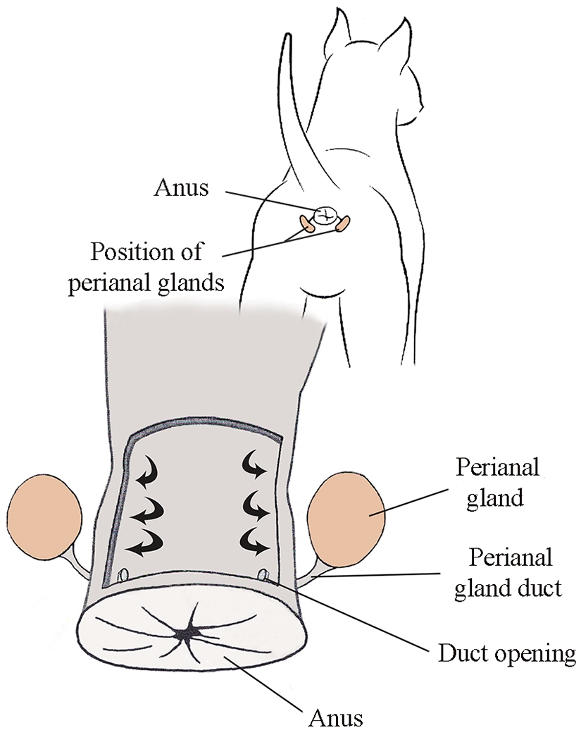 Schematic representation of perianal glands in dogs. Curved
arrows, stool radial pressure in the anal canal, which causes emptying of the
perianal glands.