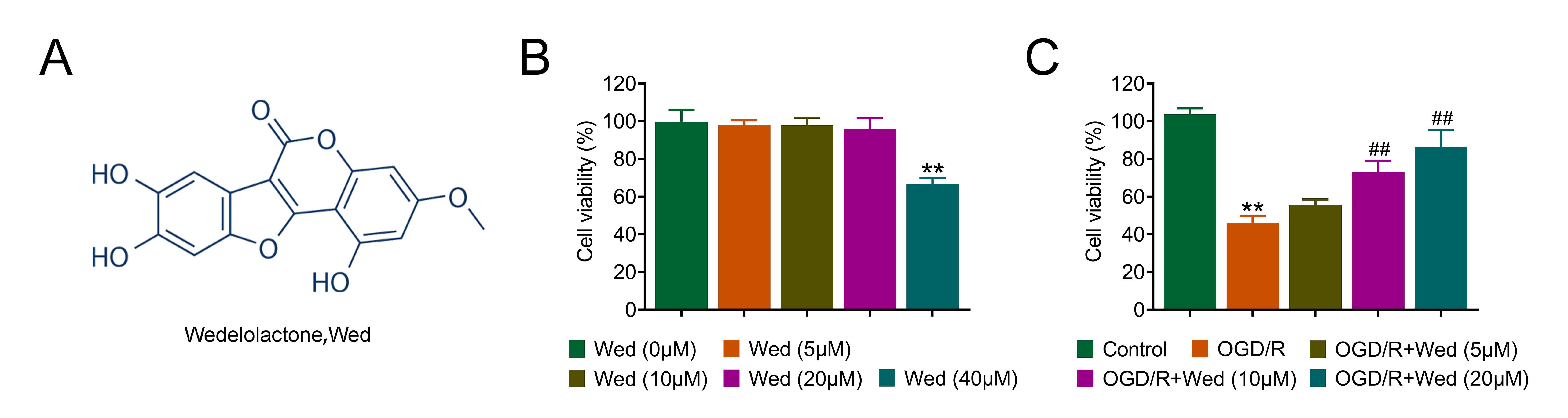 Wedelactone promotes HT-22 cell viability. (A) Chemical
structure formula of Wedelactone. (B) CCK-8 assays assessing HT-22 cell growth
with Wedelactone (5, 10, 20 and 40 µM). The corresponding 450 values are
also shown. Error bars represent SD. **p < 0.01, Wedelactone
vs. control. (C) CCK-8 assays evaluating HT-22 cell growth under various
treatments, with OD450 values measured. Error bars represent SD.
**p < 0.01, OGD/R vs. control, ##p <
0.01, OGD/R + Wedelactone vs. OGD/R. OGD/R: oxygen-glucose
deprivation/reperfusion.