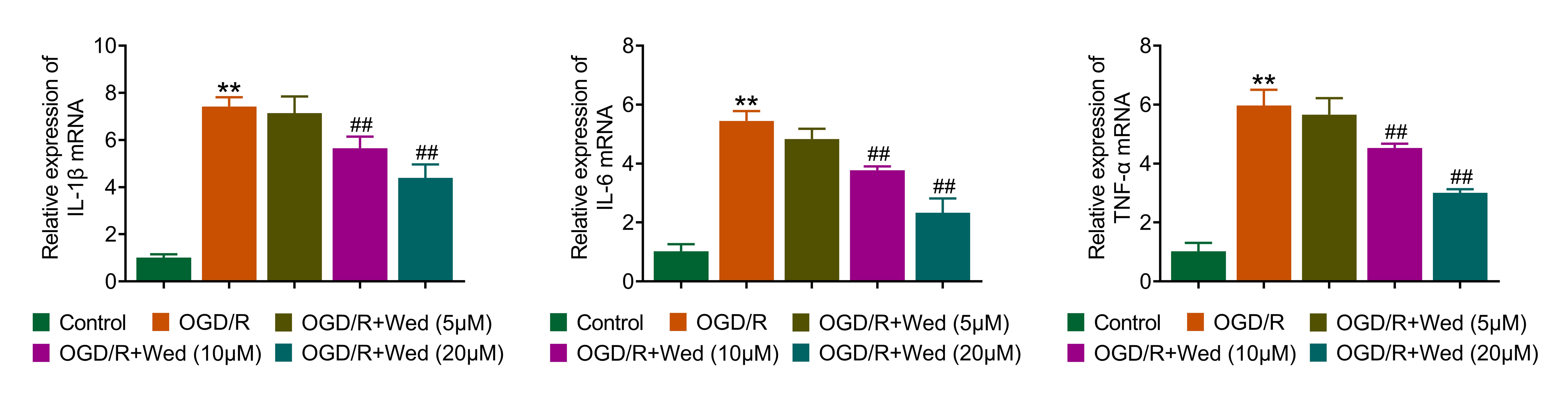 Wedelactone alleviates OGD/R-induced cellular inflammation. RT-qPCR assays showing the mRNA levels of inflammation factors in HT-22
cells under OGD/R and Wedelactone treatment (5, 10 and 20 µM). Error bars
represent SD. **p < 0.01, OGD/R vs. control,
##p < 0.01, OGD/R + Wedelactone vs. OGD/R. OGD/R:
oxygen-glucose deprivation/reperfusion, IL: interleukin, TNF-α: Tumor
necrosis factor-α.
