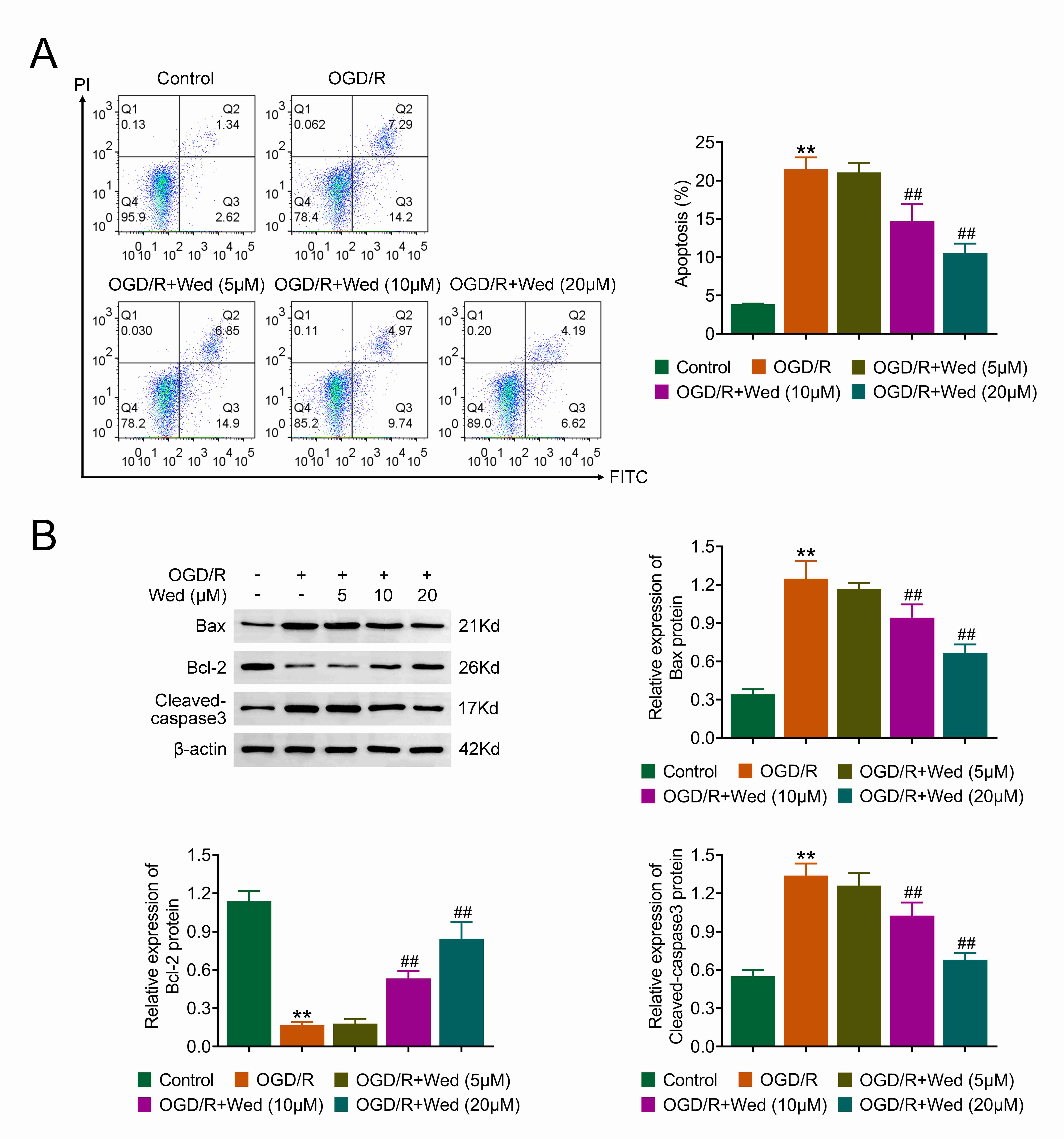 Wedelactone alleviates OGD/R-induced apoptosis. (A) FCM assays
showing the apoptosis levels in HT-22 cells under OGD/R treatment and Wedelactone
treatment (5, 10 and 20 µM). (B) Immunoblot assays displaying Bax, Bcl-2
and cleaved caspase-3 expression in HT-22 cells under OGD/R treatment and
Wedelactone treatment (5, 10 and 20 µM). Error bars represent SD.
**p < 0.01, OGD/R vs. control, ##p <
0.01, OGD/R + Wedelactone vs. OGD/R. OGD/R: oxygen-glucose
deprivation/reperfusion.