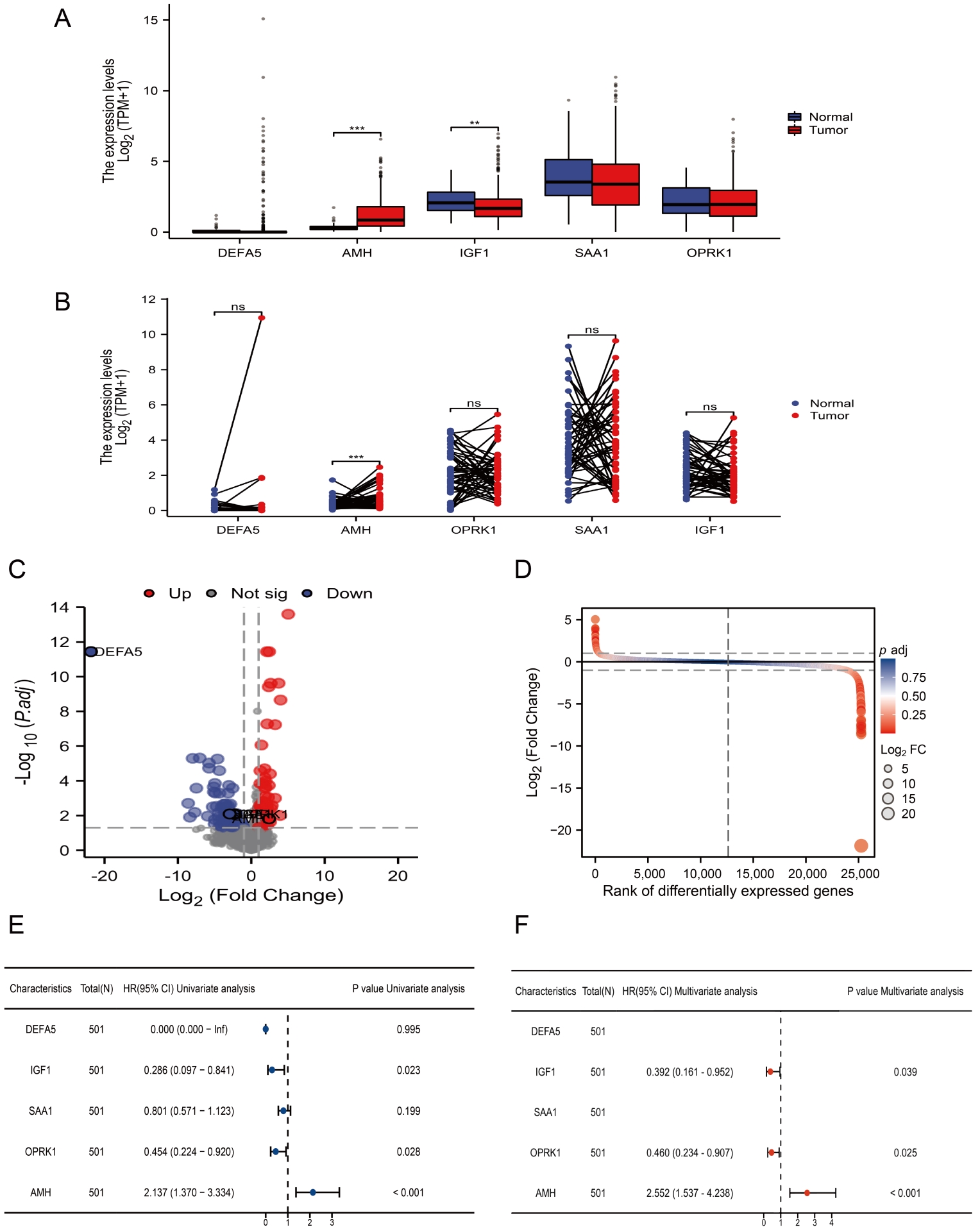 Differential expression of prognostic DEIRGs in TCGA-PRAC. (A,B)
The same difference was found in tumor tissues and normal samples. (C,D) Volcano
plot and sequence plot showed the difference and significance of the five genes
in the prognostic model based on the survival status of the patients. (E,F)
Forest plot of 5 modifiers with prognostic value in univariate and multivariate
Cox regression models. DEIRGs: Different expressed immune-related genes; TCGA:
The Cancer Genome Atlas; PRAC: Prostate adenocarcinoma; AMH: Anti-Mullerian
Hormone; DEFA5: Defensin Alpha 5; IGF1: Insulin Like Growth Factor 1; OPRK1:
Opioid Receptor Kappa 1; SAA1: Serum Amyloid A1; GAPDH:
Glyceraldehyde-3-Phosphate Dehydrogenase.