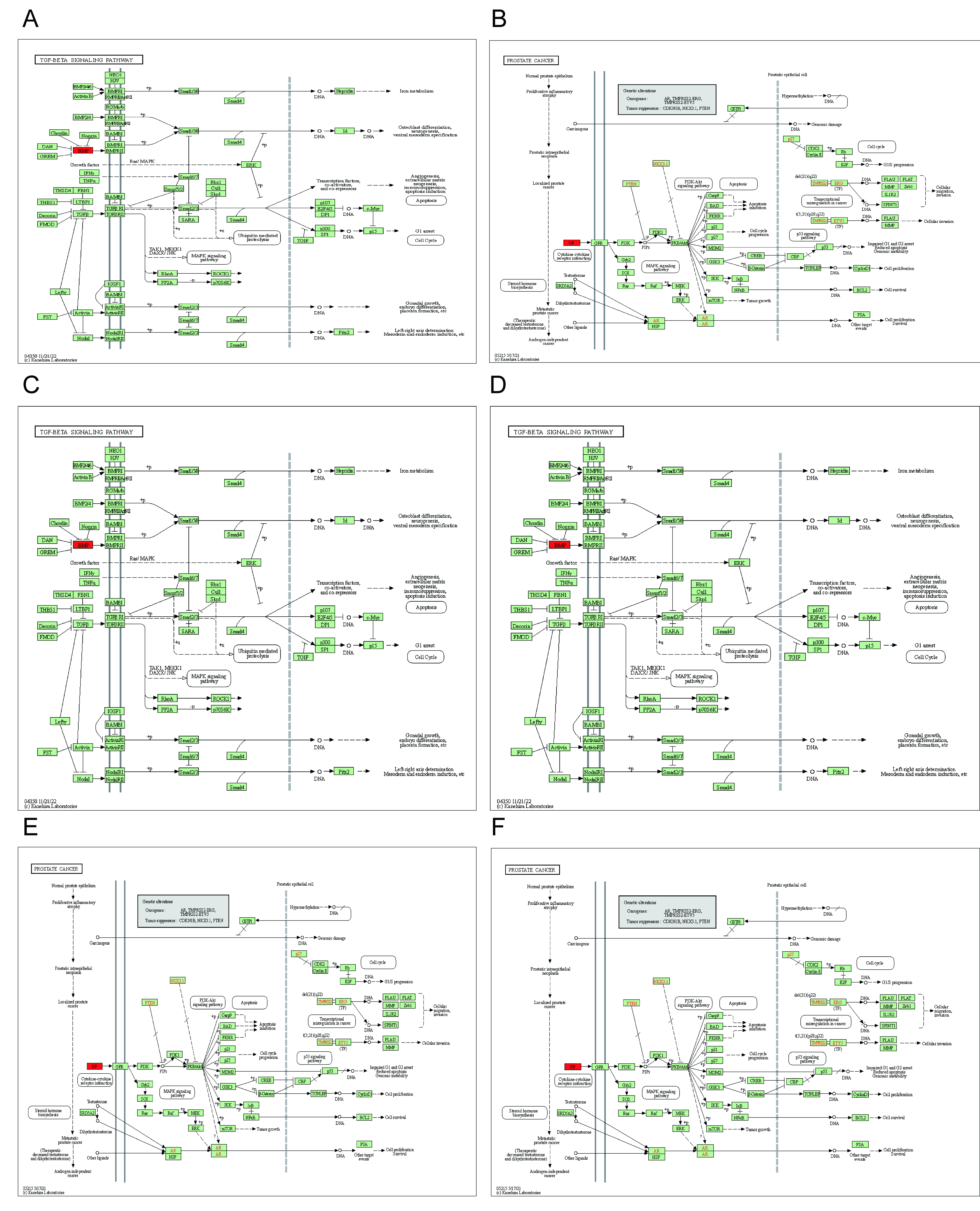 KOBAS database was used to analyze the KEGG pathway of 5-gene
prognostic model. (A) Prostate cancer, (B) Long-term depression, (C) Endocrine
resistance, (D) Epidermal Growth Factor Receptor (EGFR) tyrosine kinase inhibitor
resistance, (E) Transforming Growth Factor Beta (TGF-β) signaling
pathway, (F) p53 signaling pathway.