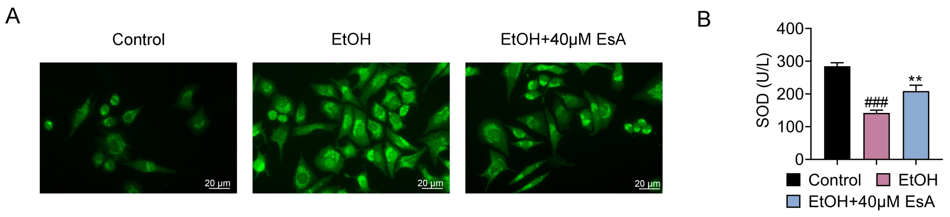 EsA constrains EtOH-tempted 
oxidative stress in hepatocytes. (A) DCF assay was employed to measure the level 
of ROS in AML-12 cells (scale bar = 20 μm). (B) The SOD content was 
assessed utilizing a commercial kit. ###p < 0.001 compared 
with the control group; **p < 0.01 compared with the EtOH group. EtOH: 
ethanol; EsA: Esculentoside A; SOD: superoxide dismutase.