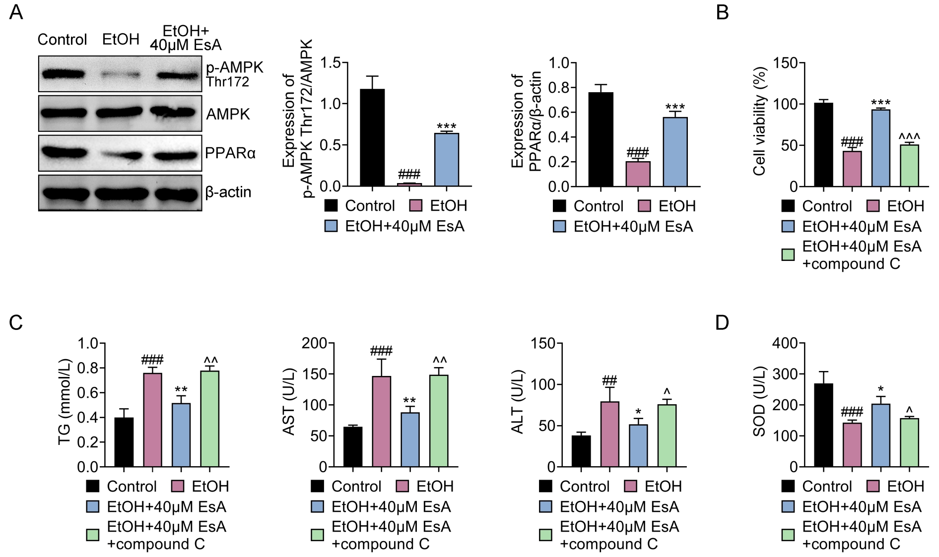 EsA relieves EtOH-tempted 
lipid accumulation and oxidative stress by activating the AMPK pathway. (A) The 
levels of p-AMPK Thr172/AMPK and PPARα in AML-12 cells were assessed by 
western blot. (B) The AML-12 cell viability was assessed by CCK8 assay. (C) The 
TG, AST and ALT contents in AML-12 cells were determined by corresponding 
commercial kits. (D) The SOD content in AML-12 cells was evaluated by a 
commercial kit. ##p < 0.01 and ###p < 0.001 
with respect to the control group; *p < 0.05, **p < 0.01 
and ***p < 0.001 versus the EtOH group; ^p 
< 0.05, ^^p < 0.01 and 
^^^p < 0.001 in 
contrast to the EtOH + 40 μM EsA group. EtOH: ethanol; EsA: Esculentoside 
A; AMPK: AMP-activated protein kinase; TG: triglycerides; AST: aspartate 
aminotransferase; ALT: alanine aminotransferase; SOD: superoxide dismutase; 
PPARα: peroxisome proliferator-activated receptor-alpha.
