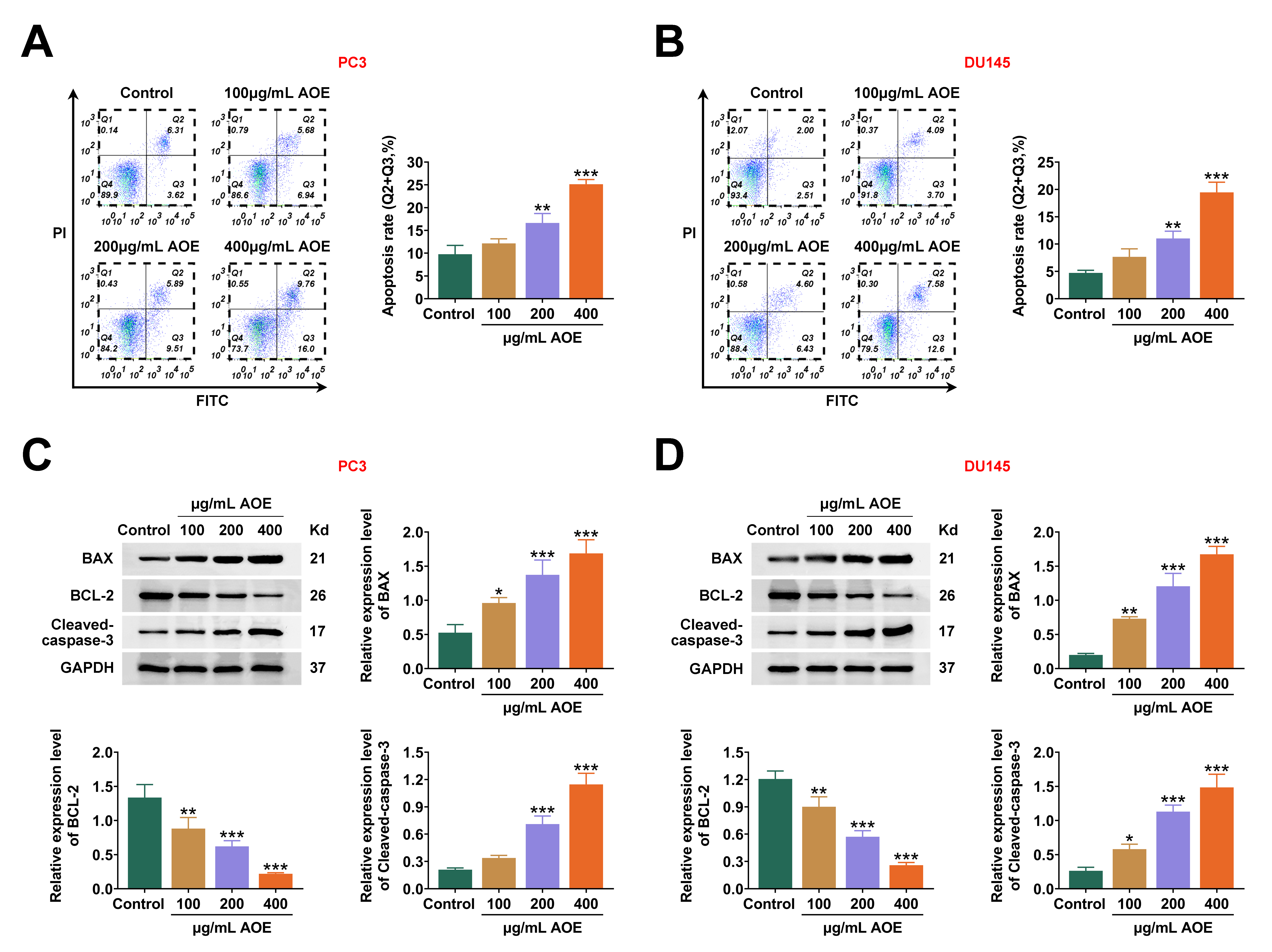 AOE promotes apoptosis of prostate cancer cells. (A,B) FCM
assay results of the apoptotic degree of (A) PC3 and (B) DU145 cells following
treatment with 100, 200 and 400 μg/mL AOE, with the corresponding
percentage of apoptosis cells shown. (C,D) Immunoblot assay results and
quantification of the expression of cleaved caspase-3, Bax and Bcl-2 in (C) PC3
and (D) DU145 cells treated with 100, 200 and 400 μg/mL AOE. The
quantification was shown. Data are presented as mean ± SD, *p <
0.05, **p < 0.01, ***p < 0.001. AOE: Alisma orientale
extract; PI: propyl iodide; FITC: Fluorescein isothiocyanate isomer I; GADPH:
Glyceraldehyde 3-phosphate dehydrogenase; BCL-2: B-cell lymphoma-2.