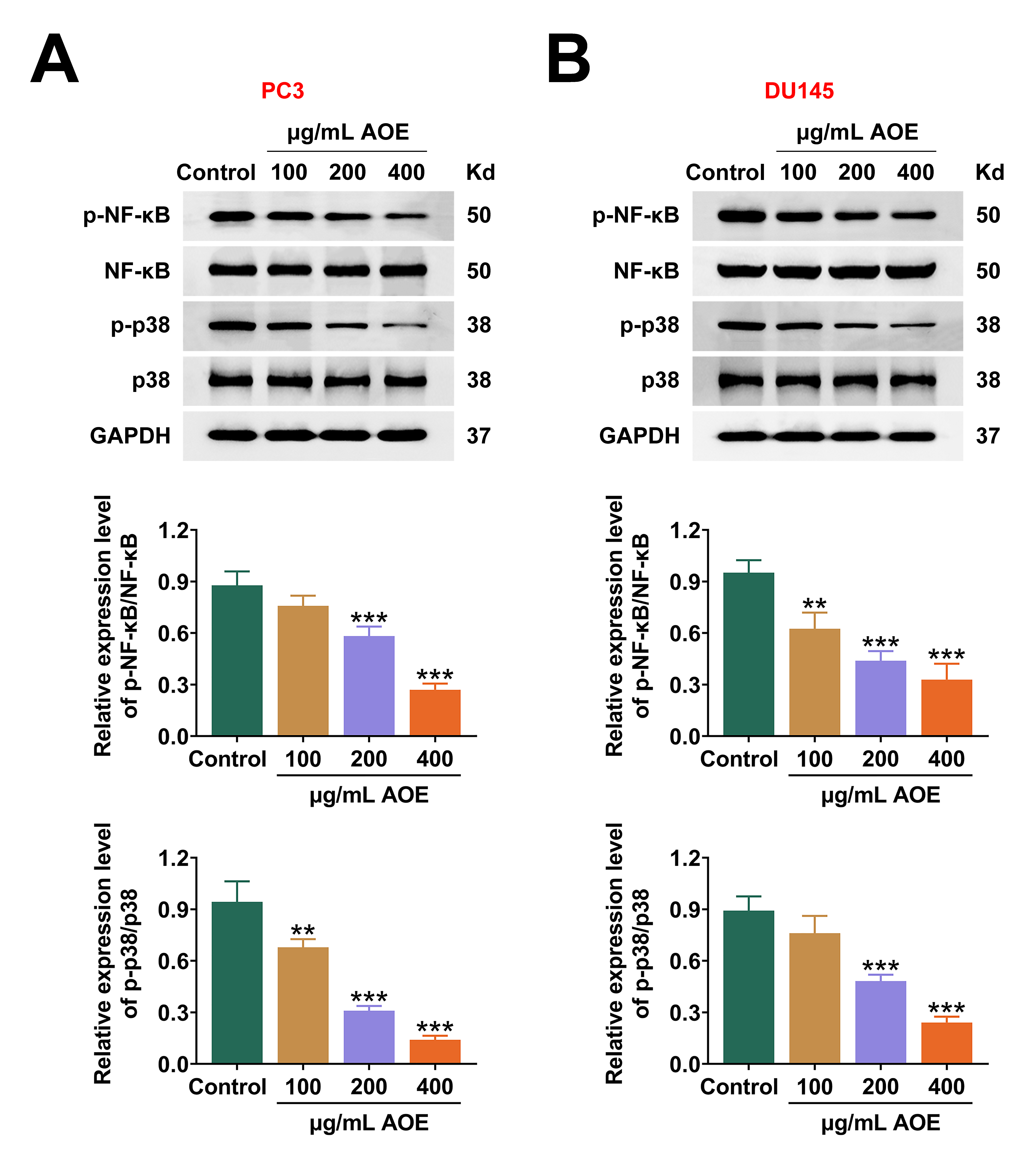 AOE regulates the p38/NF-κB axis in prostate cancer
cells. (A,B) Immunoblot assay results and quantification of the expression and
phosphorylation levels of p38 and NF-κB in (A) PC3 and (B) DU45 cells
treated with 100, 200 and 400 μg/mL AOE. Data are presented as mean
± SD, **p < 0.01, ***p < 0.001. AOE: Alisma orientale
extract; NF-κB: nuclear factor kappa-B; GAPDH:
glyceraldehyde-3-phosphate dehydrogenase.