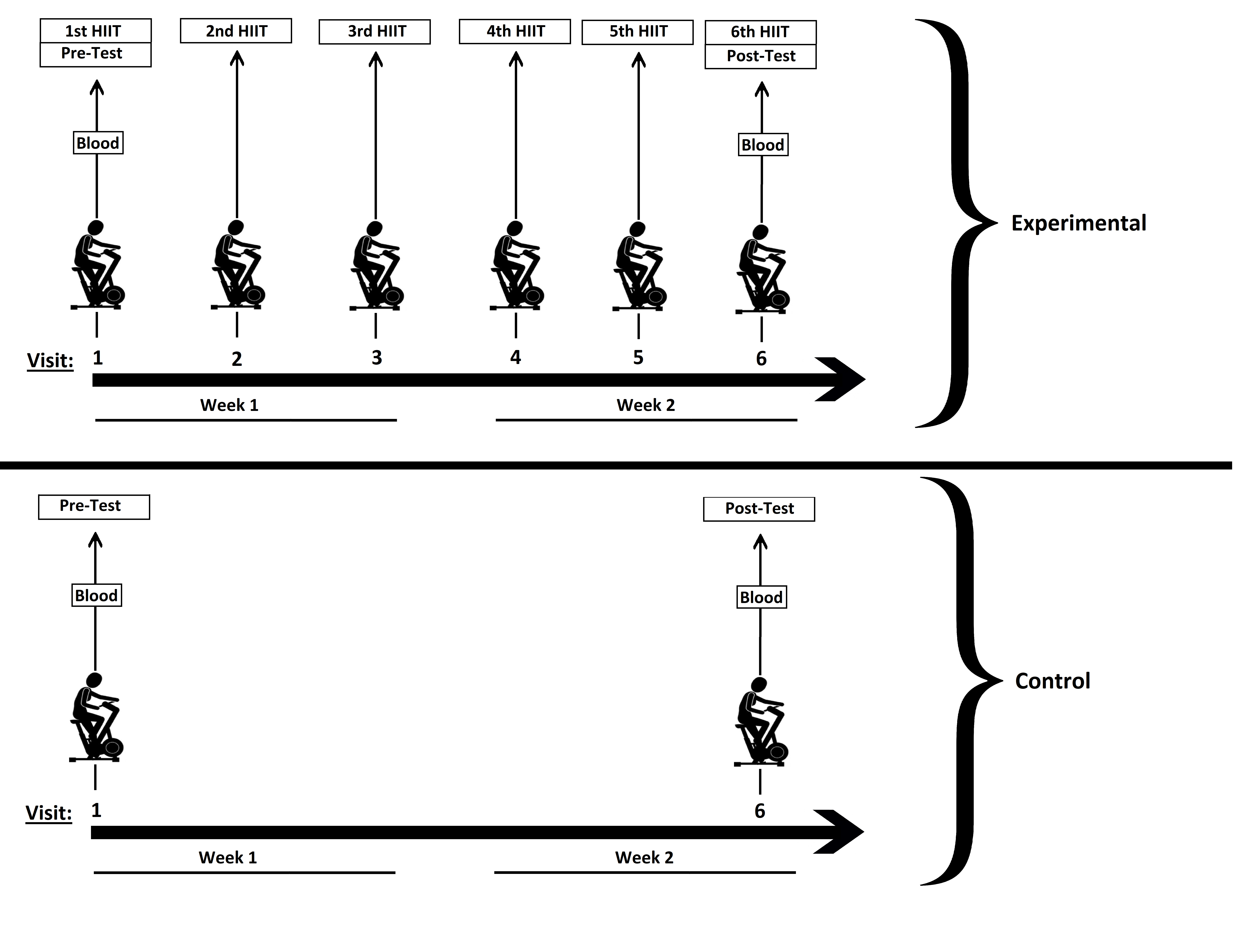 HIIT protocol in experimental and control groups. HIIT:
high-intensity interval training.