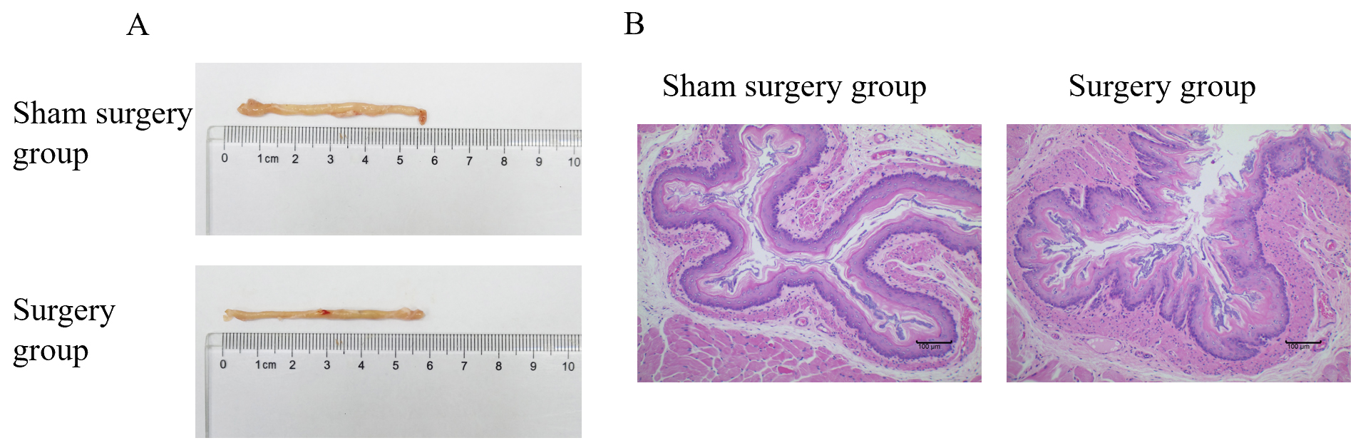 HE staining of the model. HE: hematoxylin and eosin. Scales: 100
µm.
