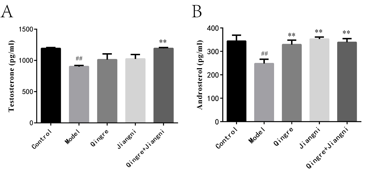 Male hormone levels in the gastroesophageal reflux model.
##compared with the control group p < 0.01, (A) Testosterone (B)
Androsterol. **compared with the model group p < 0.01.