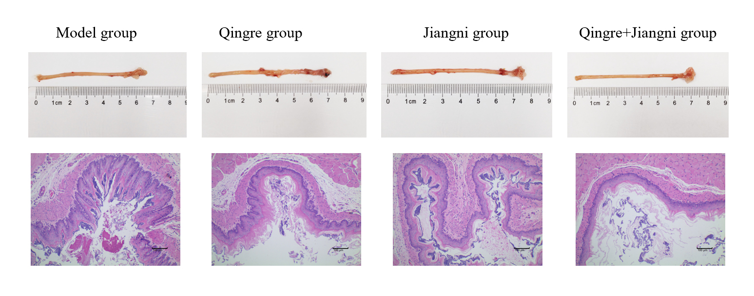 HE staining after treatment using the Qingre Jiangni method.
Scales: 100 µm.