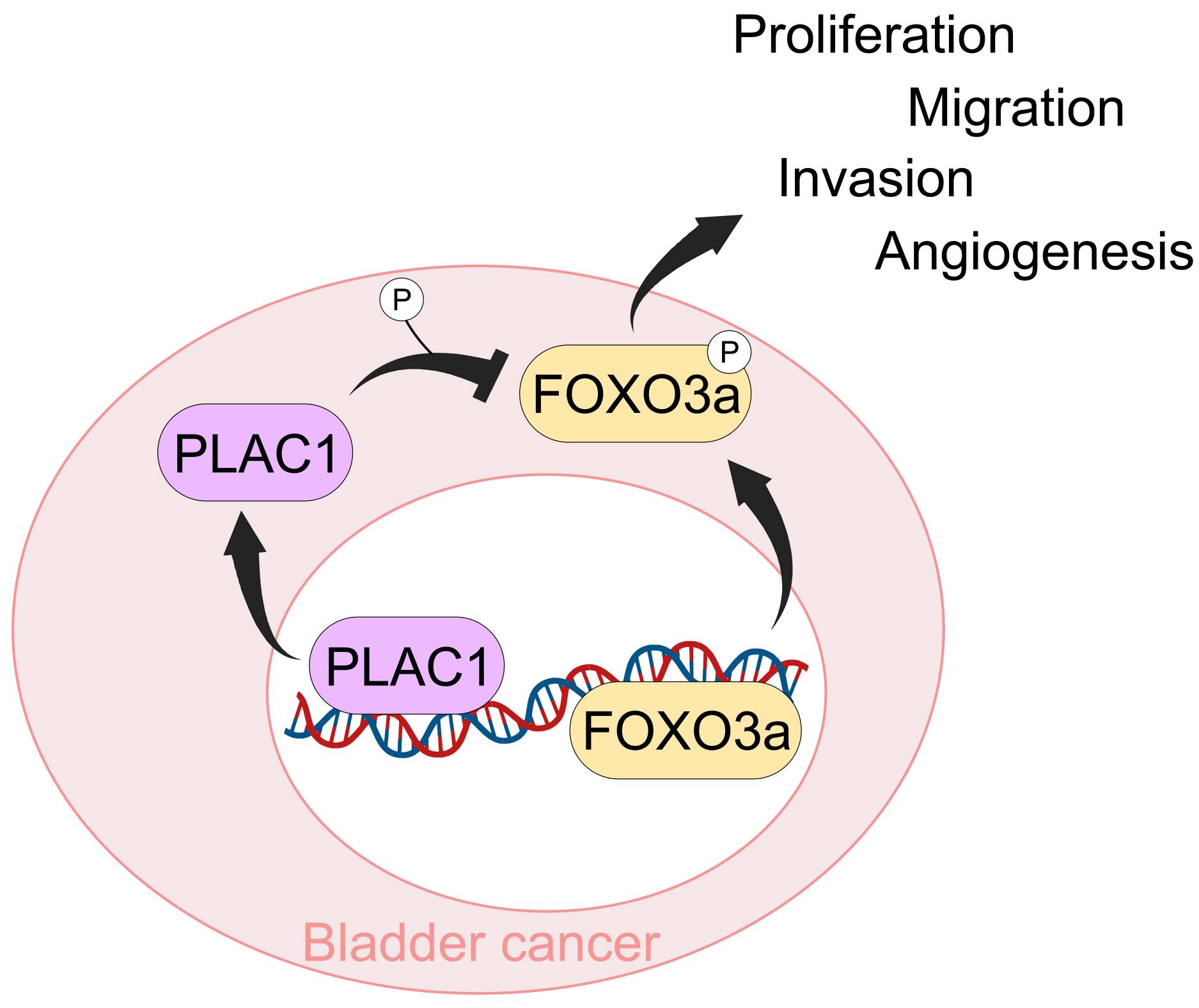 Mechanism model underlying PLAC1 depletion in blocking the
viability, migration, invasion and angiogenesis of BCa cells by suppressing the
PI3K/Akt/FOXO3a axis. PLAC1: Placenta-specific protein 1; FOXO3a: forkhead box
O3a.