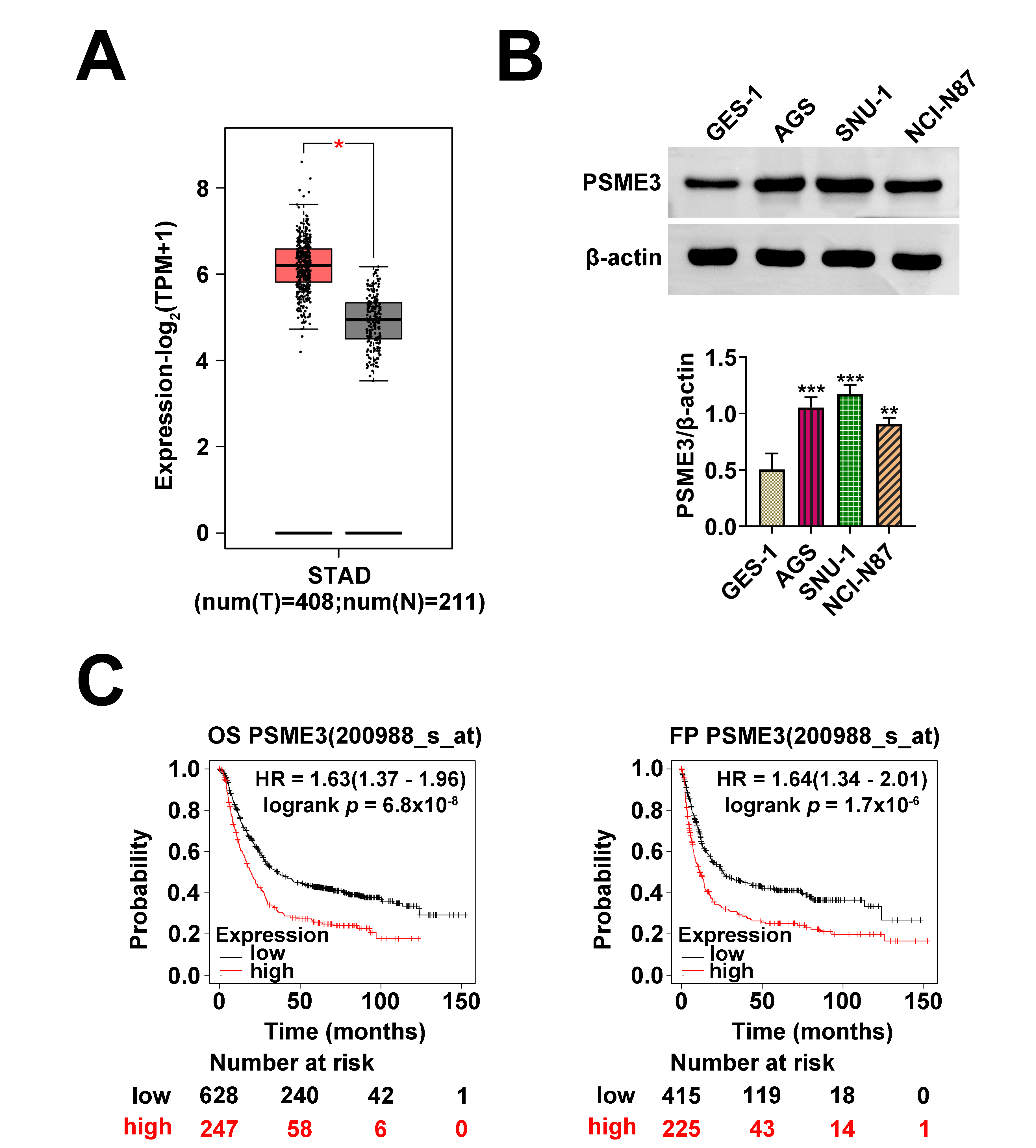 The higher PSME3 expression was discovered in GC. (A) 
The expression of PSME3 in normal 
and GC tissues was obtained from the GEPIA database. (B) By western blot, PSME3 
protein expression in gastric mucosa cell 
line (GES-1) and GC cell lines (AGS, SNU-1 and NCI-N87) was examined. (C) The 
prognosis of GC patients was verified in the kmplot 
database (OS and FP). *p < 0.05, 
**p < 0.01, ***p < 0.001. GC: Gastric cancer; PSME3: 
Proteasome activator subunit 3; GEPIA: Gene Expression Profiling Interactive 
Analysis.