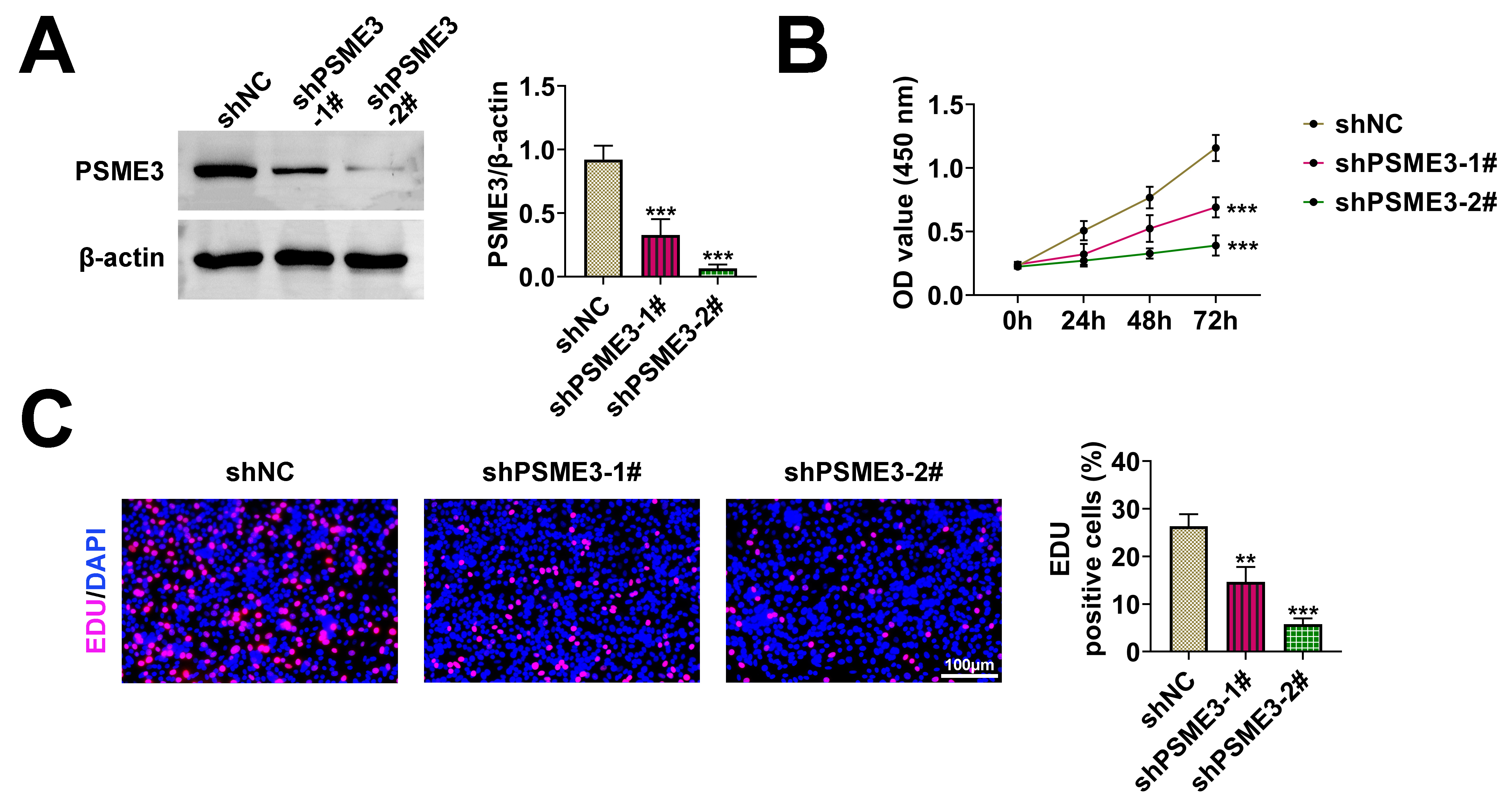 PSME3 accelerated cell growth in GC. (A) PSME3 protein 
expression was examined after PSME3 knockdown. (B) Cell viability was tested 
after PSME3 suppression through CCK-8 assay. (C) Cell proliferation was 
determined after PSME3 inhibition through EDU assay. **p < 
0.01, ***p < 0.001. PSME3: Proteasome activator subunit 3; 
shNC: short hairpin RNA negative control; 
OD: optical density; 
EDU: 5-Ethynyl-2′-deoxyuridine; 
DAPI: 4′,6-diamidino-2-phenylindole.
