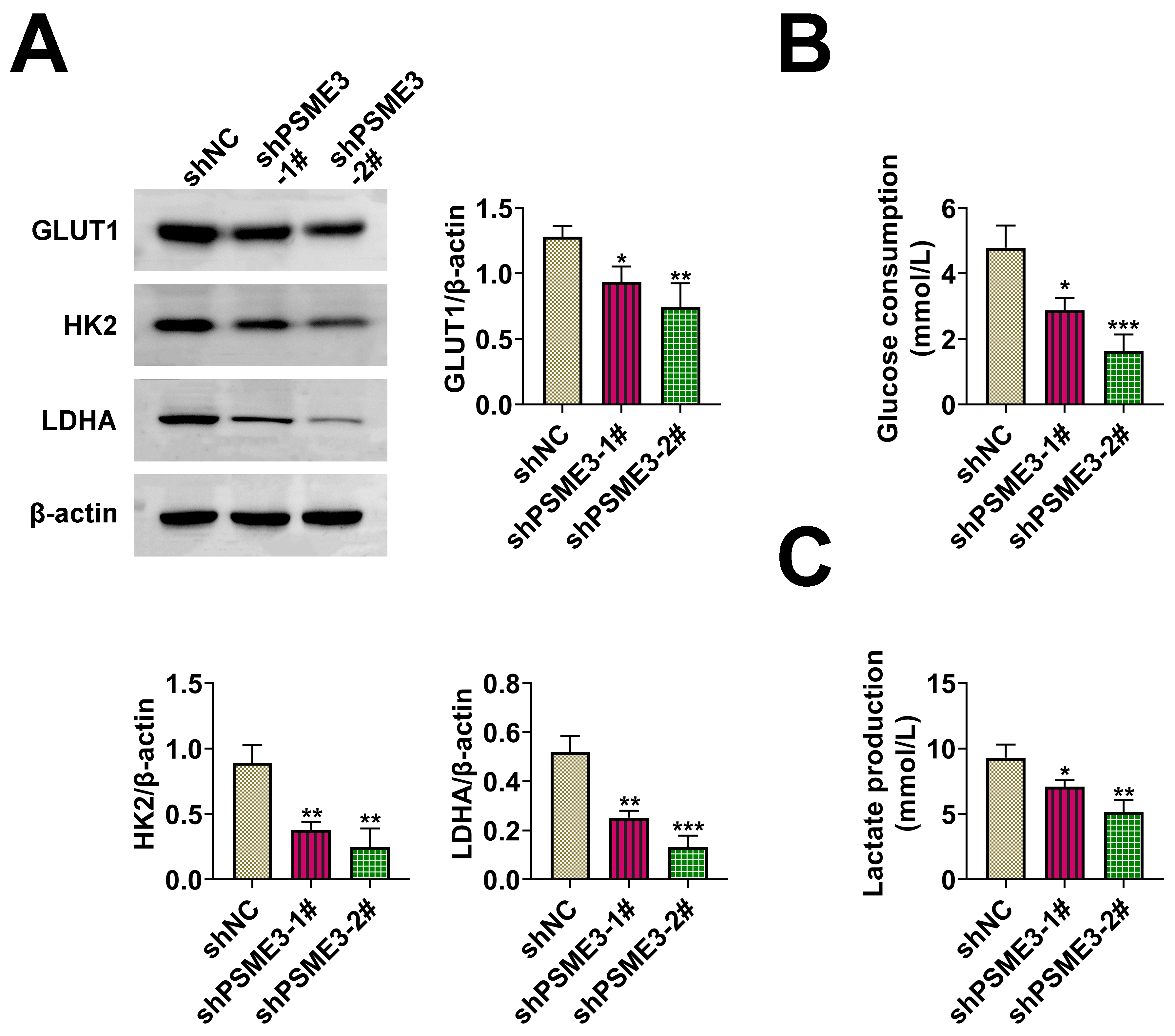 PSME3 strengthened abnormal glycolysis in GC. (A) 
GLUT1, HK2 and LDHA protein expressions were assessed after PSME3 
inhibition through western blot. (B) Glucose consumption was detected after 
PSME3 repression using the commercial kit. (C) Lactate production was 
evaluated after PSME3 knockdown using the 
commercial kit. *p < 0.05, 
**p < 0.01, ***p < 0.001. PSME3: Proteasome activator 
subunit 3; shNC: short hairpin RNA negative control; 
GLUT: glucose transporter; HK: hexokinase; 
LDHA: Lactate Dehydrogenase A.