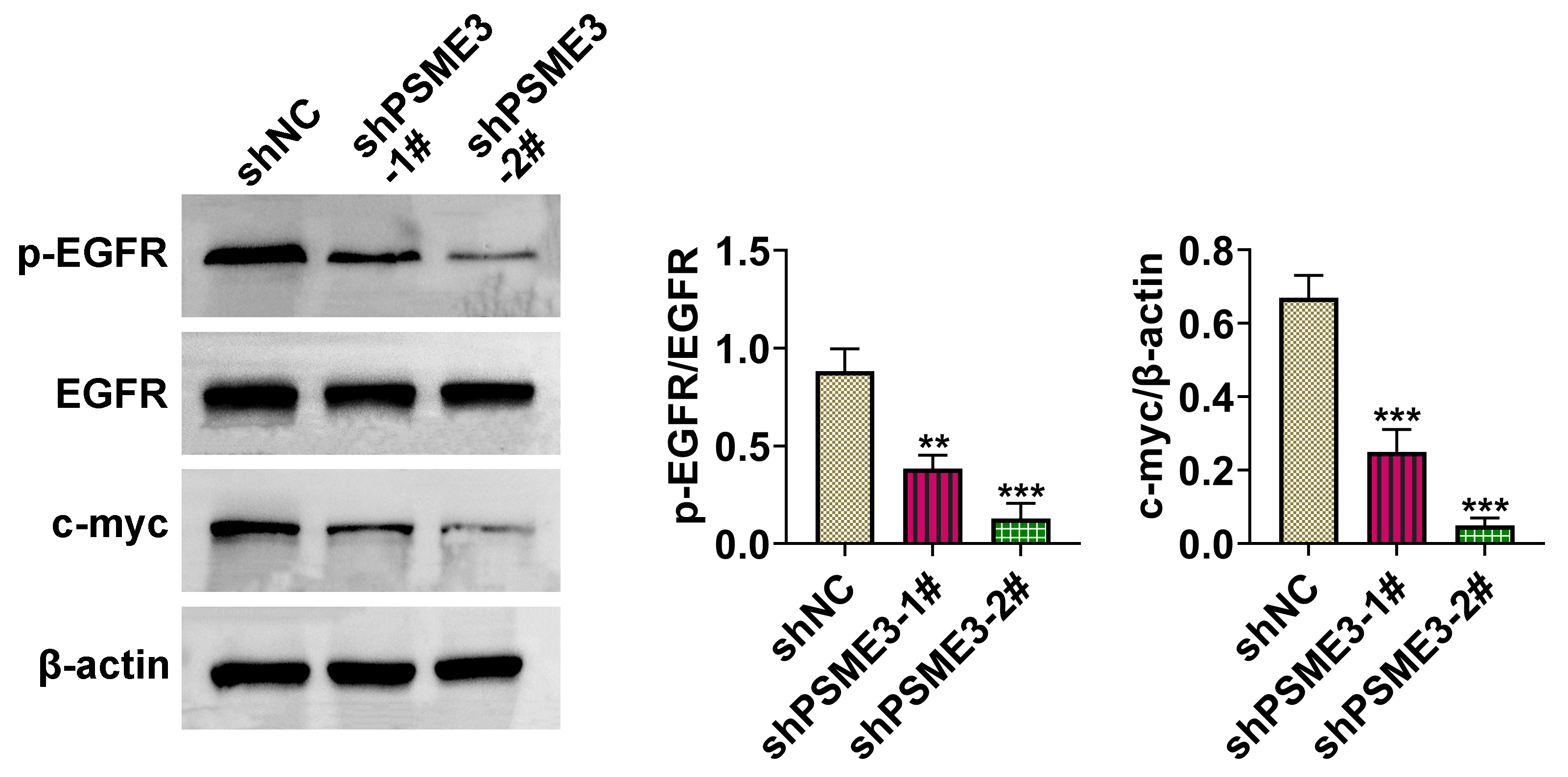PSME3 stimulated the EGFR/c-myc pathway. Protein 
expressions of p-EGFR, EGFR and c-myc were measured after inhibiting 
PSME3 through western blot. **p < 0.01, ***p < 
0.001. PSME3: Proteasome activator subunit 3; shNC: short hairpin RNA negative 
control; EGFR: epidermal growth factor receptor.