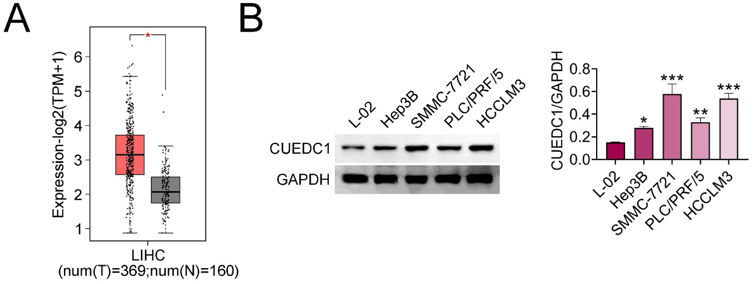 Elevated expression of 
CUEDC1 in HCC. (A) Analysis of CUEDC1 
expression levels in liver hepatocellular carcinoma (LIHC) tissues compared to 
normal tissues from the GEPIA online database. (B) Verification of CUEDC1 protein 
expression in normal hepatocyte cell line 
(L-02) and HCC cell lines (Hep3B, SMMC-7721, 
PLC/PRF/5, HCCLM3) by western blot analysis. Statistical significance: 
*p < 0.05, **p < 0.01, ***p < 0.001. CUEDC1: CUE 
domain containing 1; GAPDH: glyceraldehyde-3-phosphate dehydrogenase.