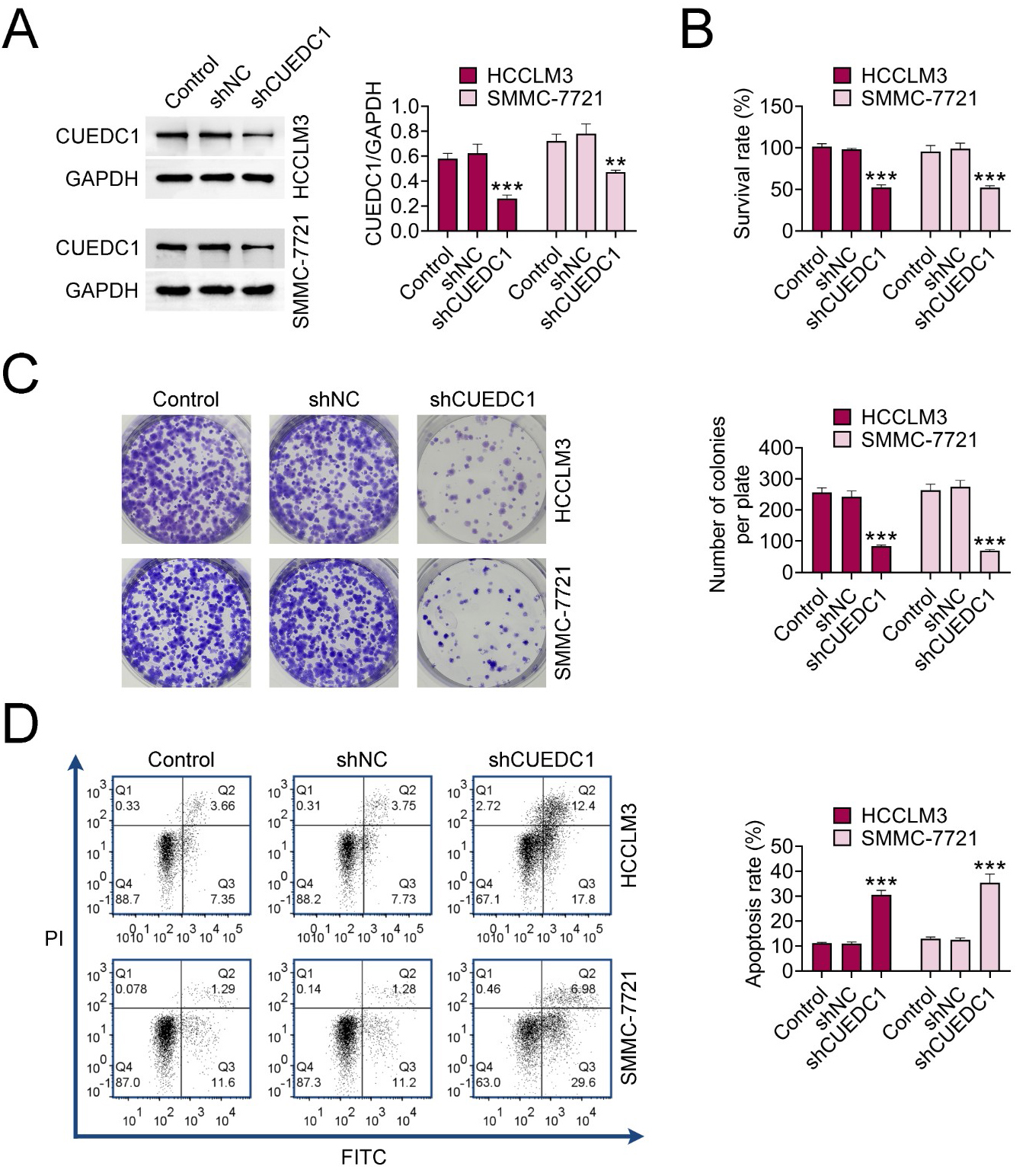 Silencing of CUEDC1 suppresses HCC growth. The study 
groups were separated into Control, shNC and shCUEDC1 groups. (A) The efficiency 
of CUEDC1 knockdown was made by western blot. 
(B) Cell viability was determined by CCK-8 assay. (C) Colony formation assay was 
to inspect cell proliferation. (D) Flow cytometry was used to examine cell 
apoptosis. Statistical significance: **p < 0.01, ***p < 
0.001. CUEDC1: CUE domain containing 1; PI: propidium iodide; shNC: negative 
control. GAPDH: glyceraldehyde-3-phosphate 
dehydrogenase; FITC: fluoresceine isothiocyanate.