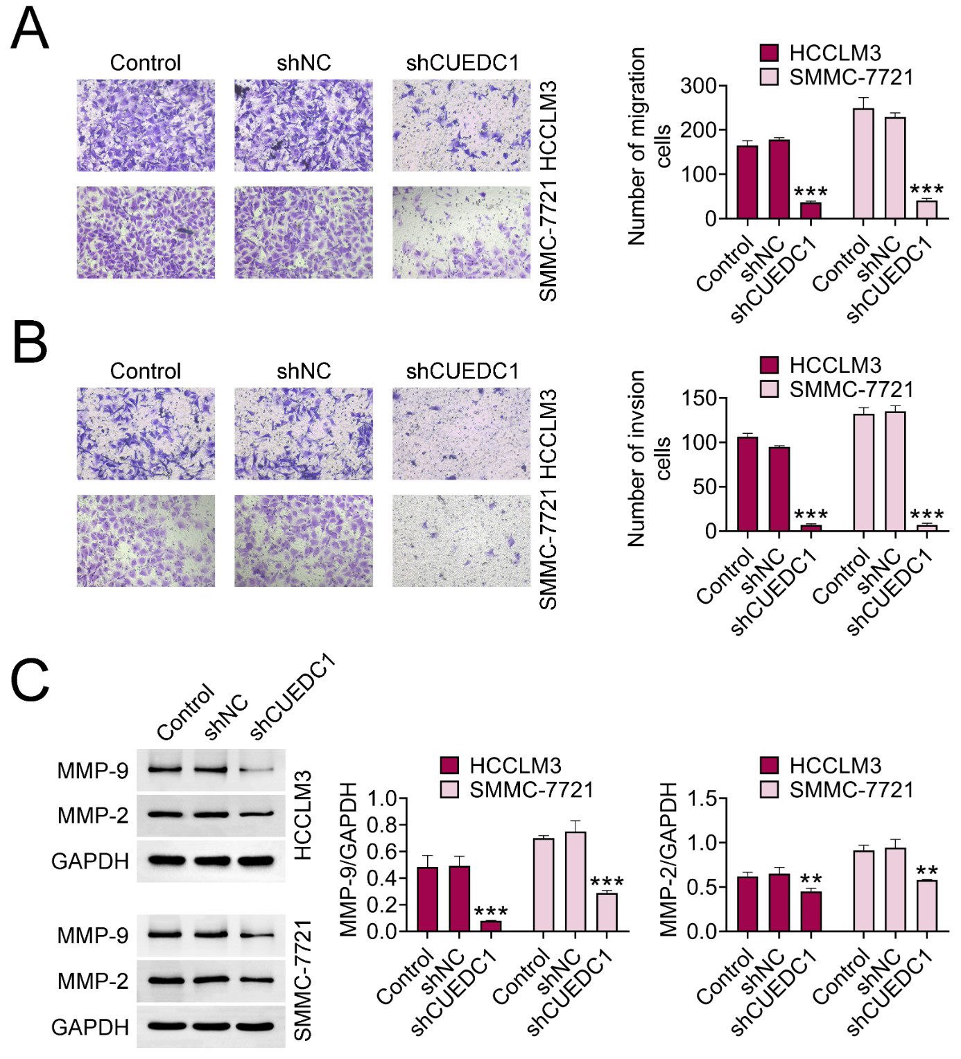 Suppression of CUEDC1 attenuated HCC cell migration and 
invasion. Groups were divided into Control, shNC, and shCUEDC1 groups. (A) Cell 
migration was evaluated using the Transwell assay. (B) Cell invasion was 
determined under the Transwell assay. (C) Protein expressions of MMP-9 and MMP-2 
were inspected through western blot. Statistical significance: 
**p < 0.01, ***p < 
0.001. CUEDC1: CUE domain containing 1; shNC: negative control; GAPDH: 
glyceraldehyde-3-phosphate dehydrogenase; MMP: Matrix metalloproteinase.