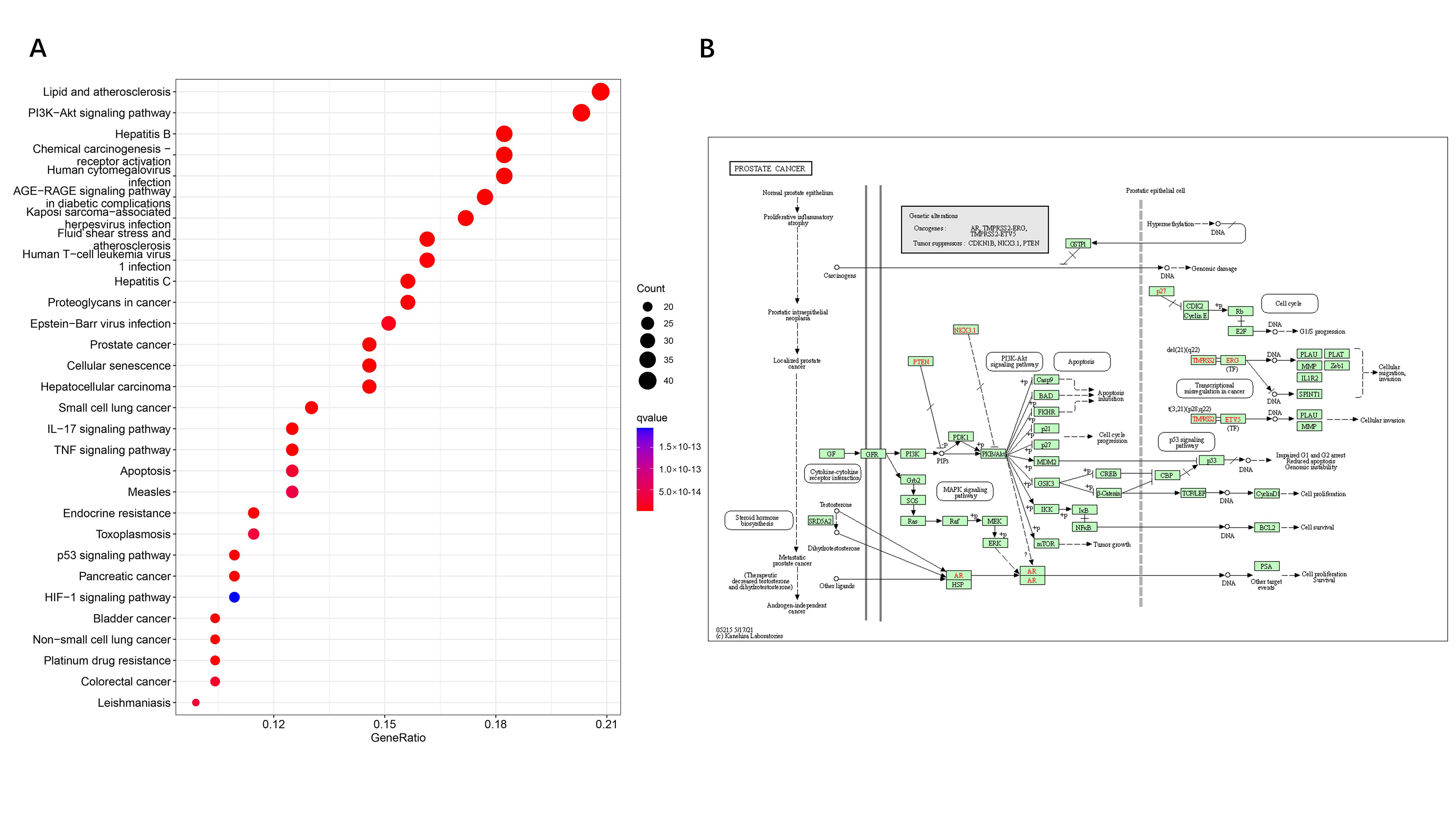 KEGG pathway enrichment analysis of Scutellaria barbata 
in the treatment of prostate cancer (A), the prostate cancer signaling pathway 
(B).