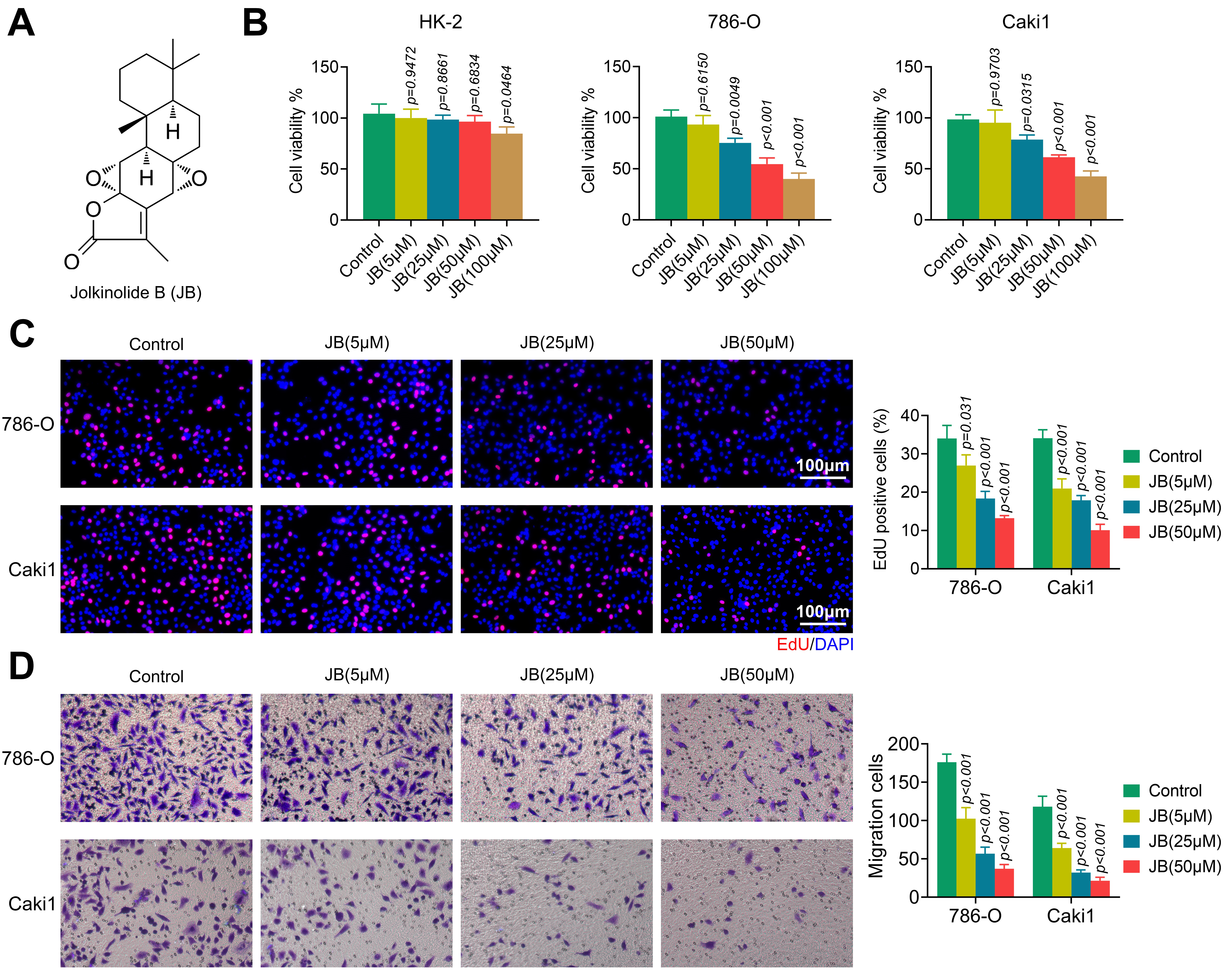 JB suppresses the proliferation and migration of RCC cells.
HK-2 cells and two RCC cell lines were treated with JB (0, 5, 25, 50 and 100
μM) for 24 h. (A) Chemical structure of JB; (B) Cell viability assessed by
CCK-8 assay; (C) Cell proliferation determined by EdU incorporation assays; (D)
Migration analyzed by transwell assay. EdU: 5-ethynyl-2′-deoxyuridine;
DAPI: 4′,6-diamidino-2-phenylindole; HK-2: human kindey-2.
