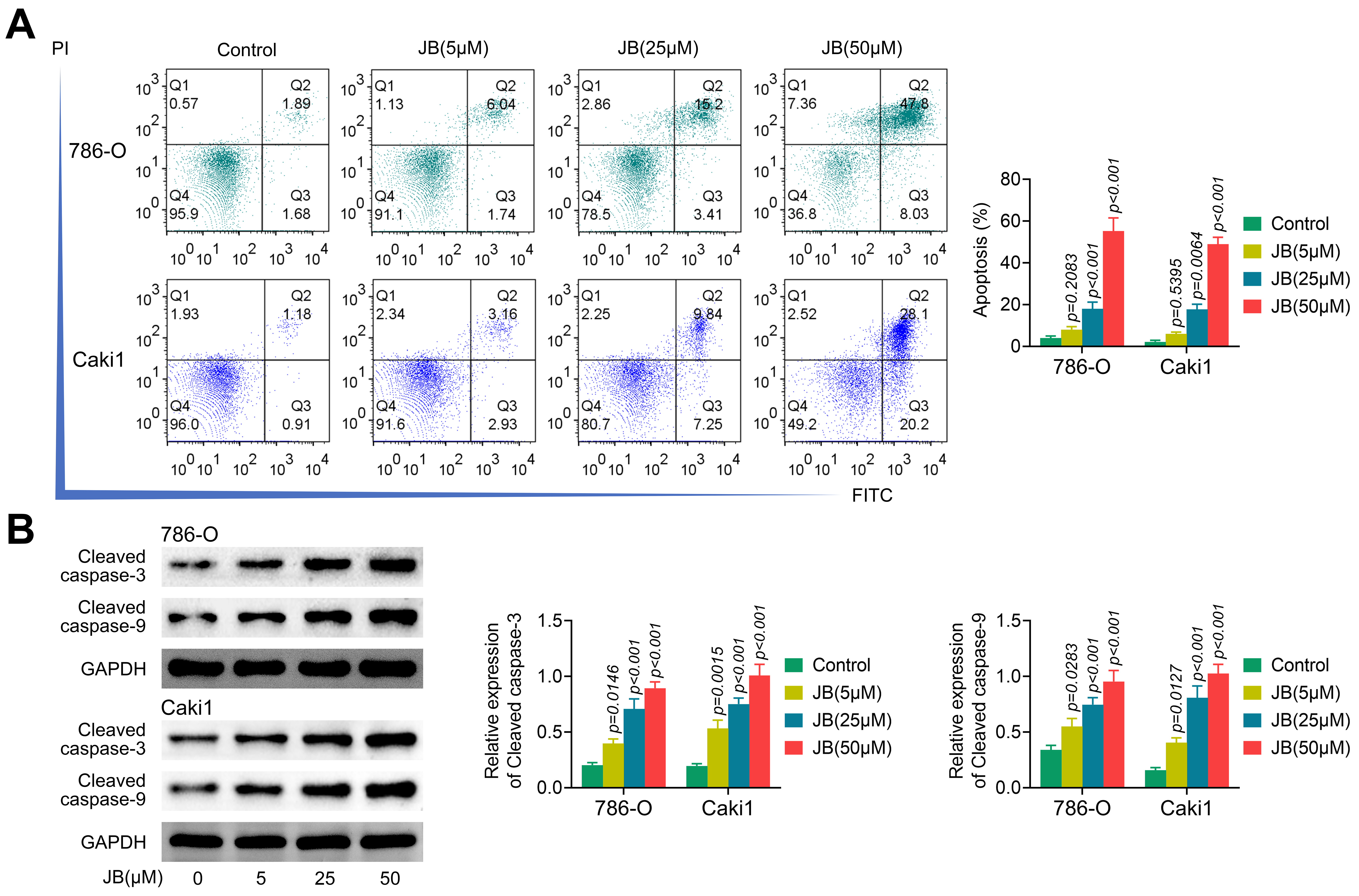 JB induces apoptosis in RCC cells. 786-O and Caki1 cells were
treated with JB (5, 25 and 50 μM) for 24 h. (A) Apoptosis rate measured by
flow cytometry; (B) Relative protein expressions of cleaved caspase-3 and cleaved
caspase-9 detected by western blot. The results are normalized to GAPDH. JB:
Jolkinolide B; PI: propidium iodide; FITC: fluorescein isothiocyanate;
GAPDH: glyceraldehyde-3-phosphate dehydrogenase.